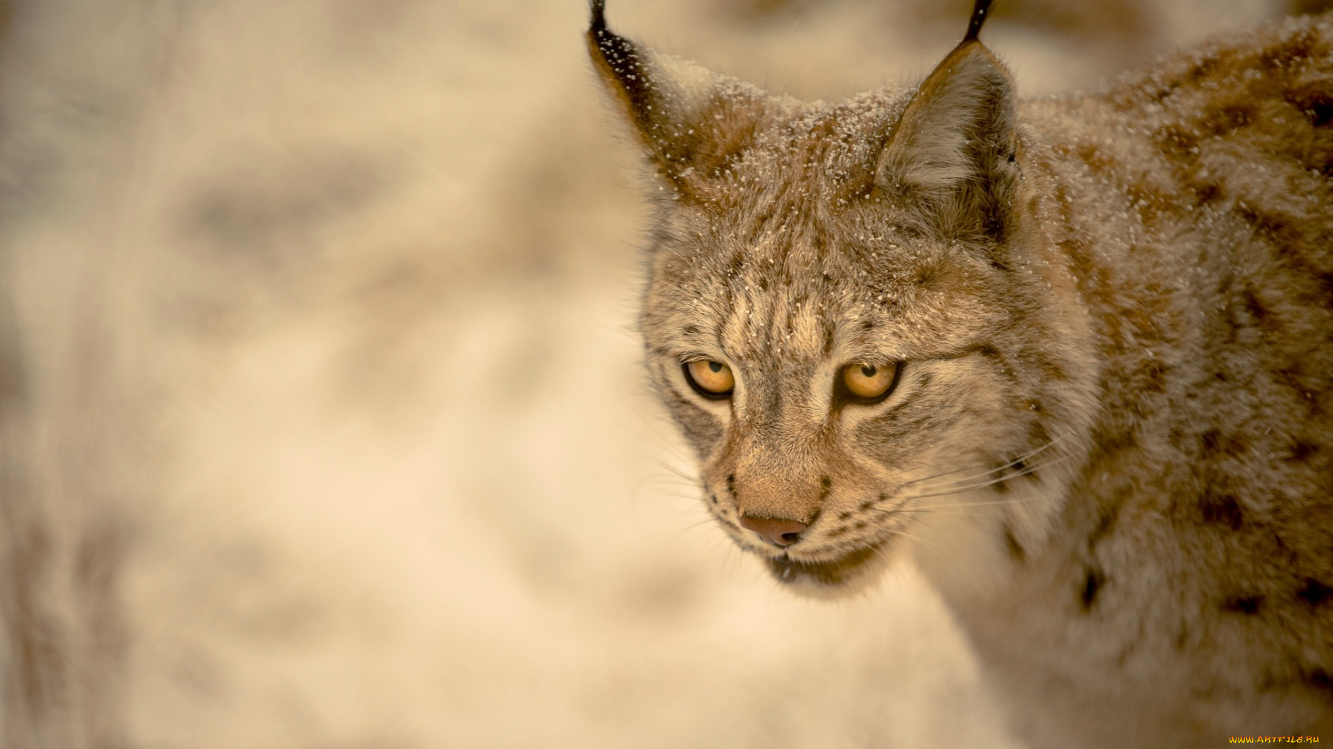животные, рыси, морда, снежинки