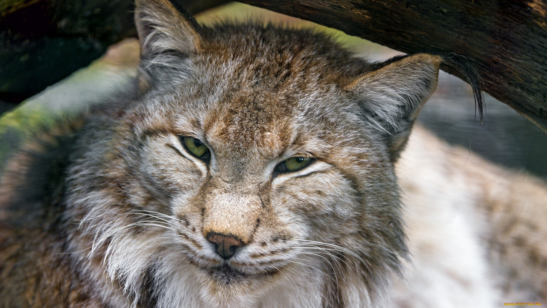 животные, рыси, морда, взгляд, бревно