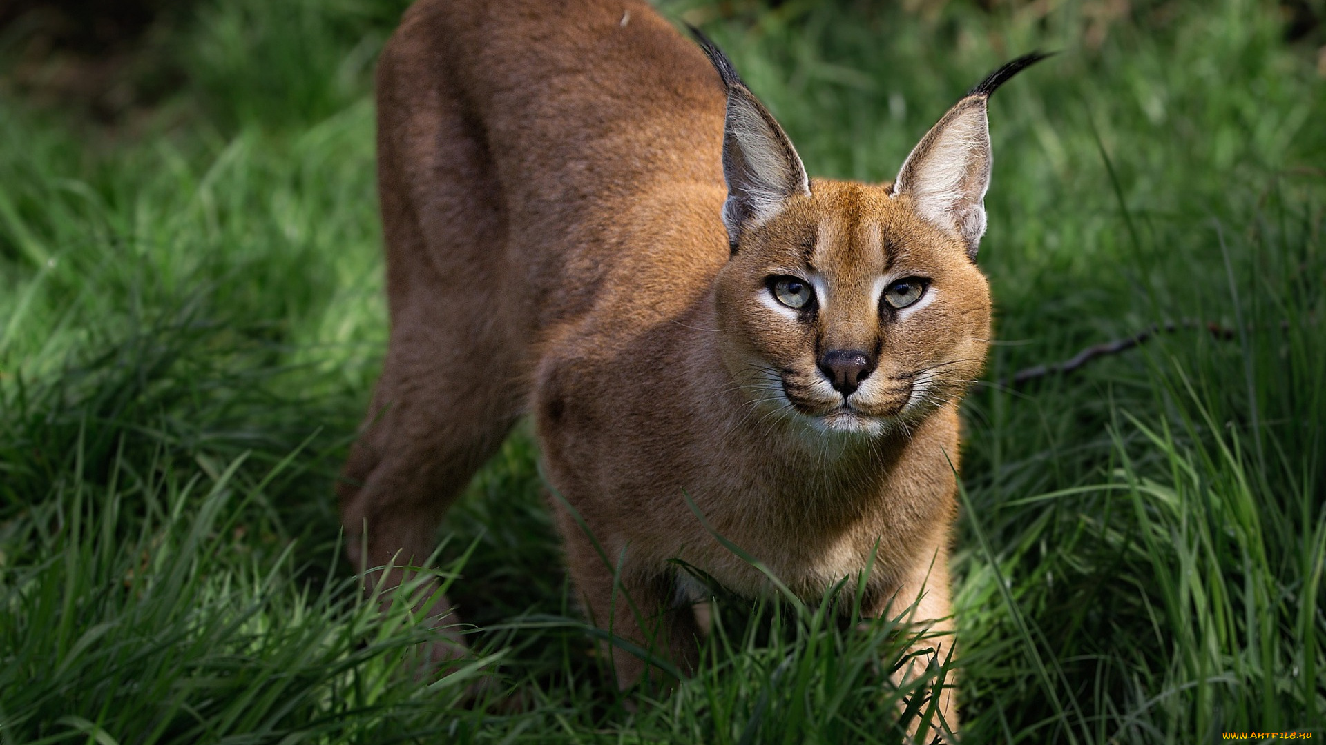 животные, рыси, взгляд, трава, растения