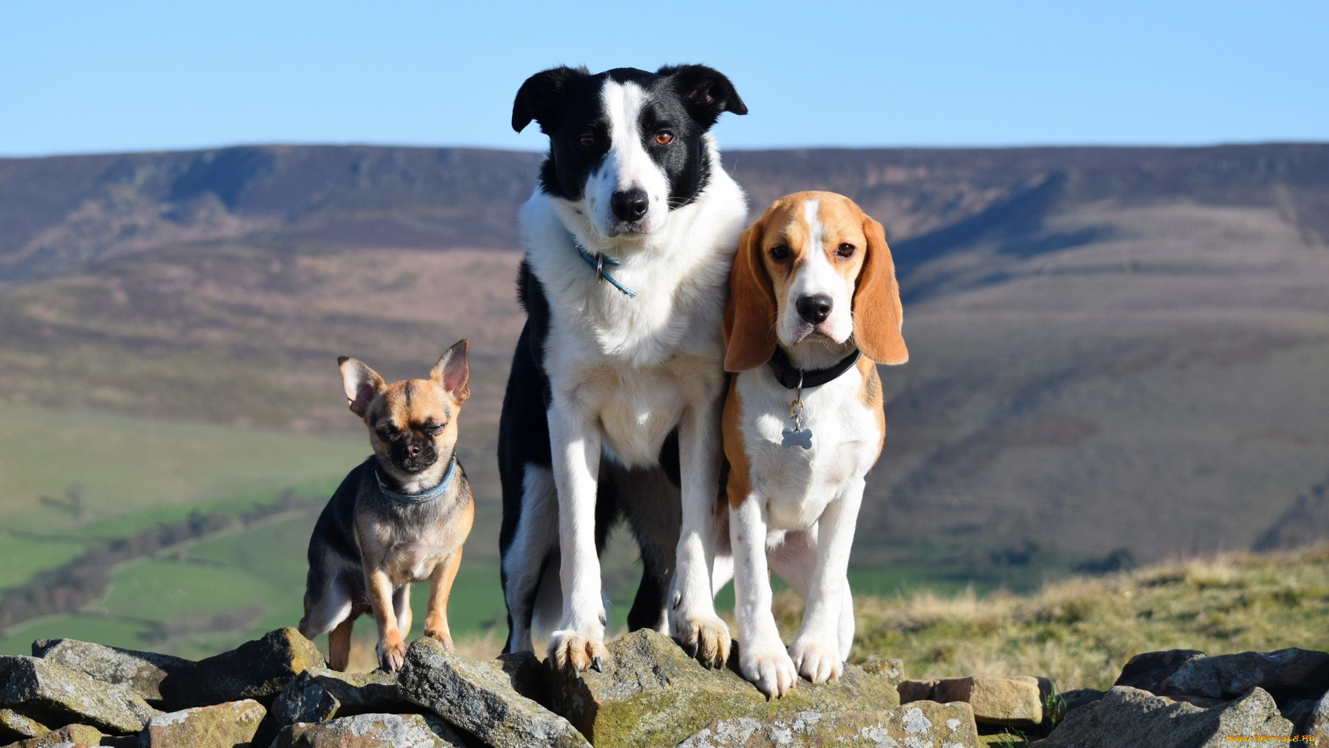 животные, собаки, камни, холмы, втроем, растения