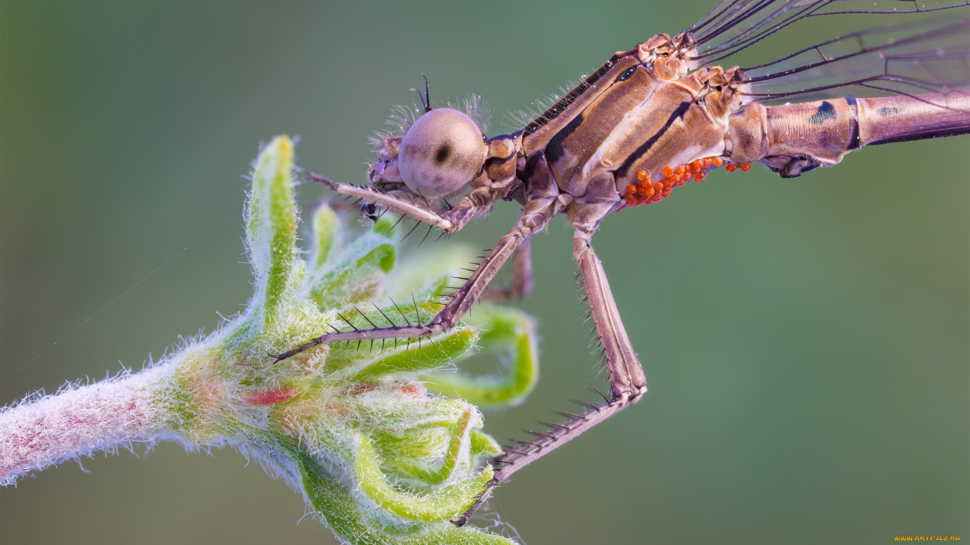 животные, стрекозы, макро, глаза, стрекоза, фон