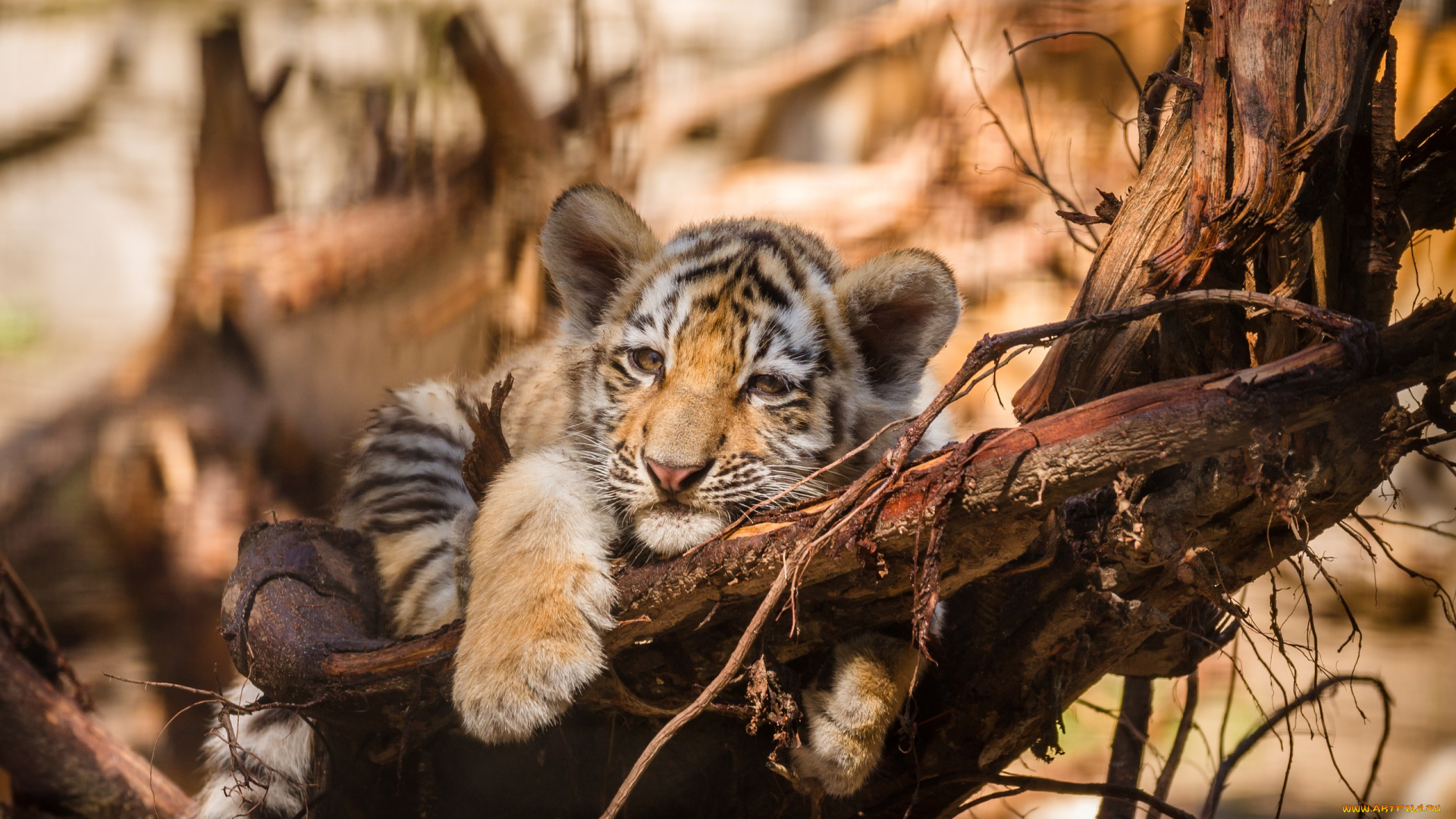 животные, тигры, новосибирский, зоопарк, новосибирск, звери