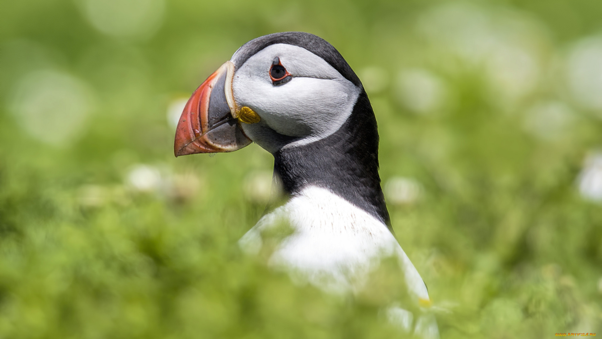 животные, тупики, птица, перья, окрас, тупик