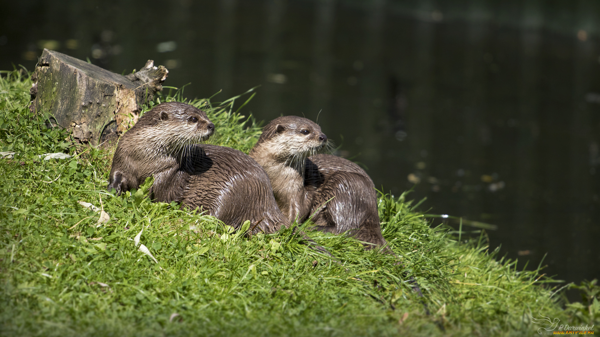 животные, выдры, , каланы, , ондатры, мокрые, хвост, крысы, нутрии, трава, пруд, вода, берег