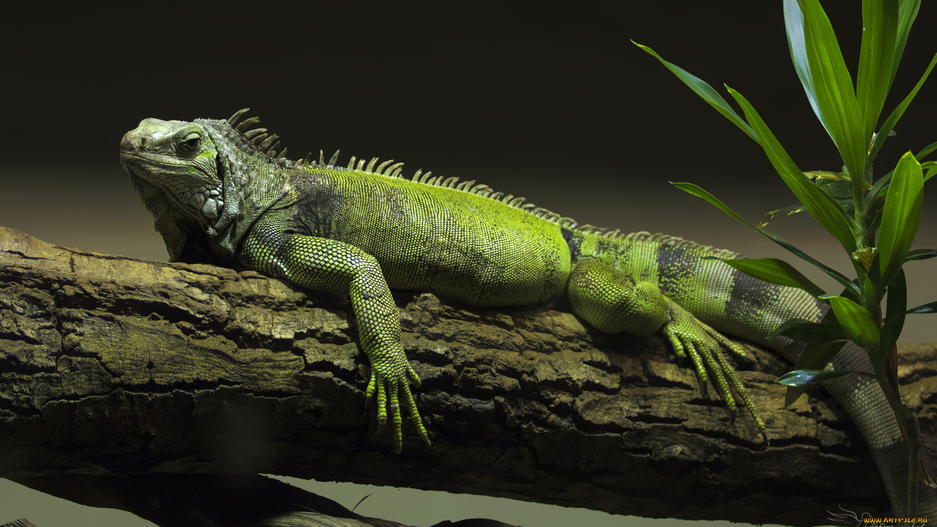животные, Ящерицы, , игуаны, , вараны, фон, листья, зеленая, дерево, ящерица