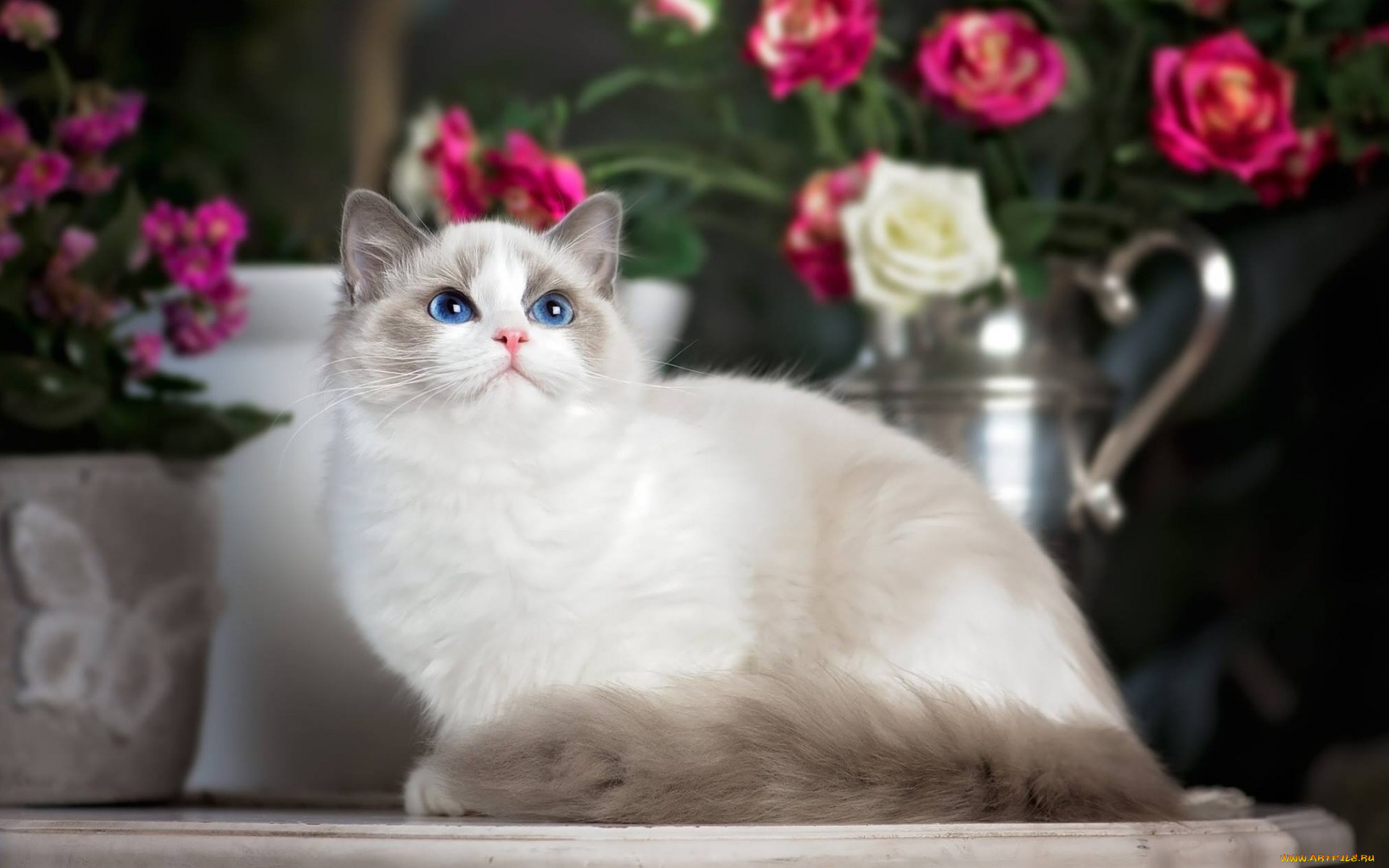 животные, коты, цветы, кувшин, взгляд