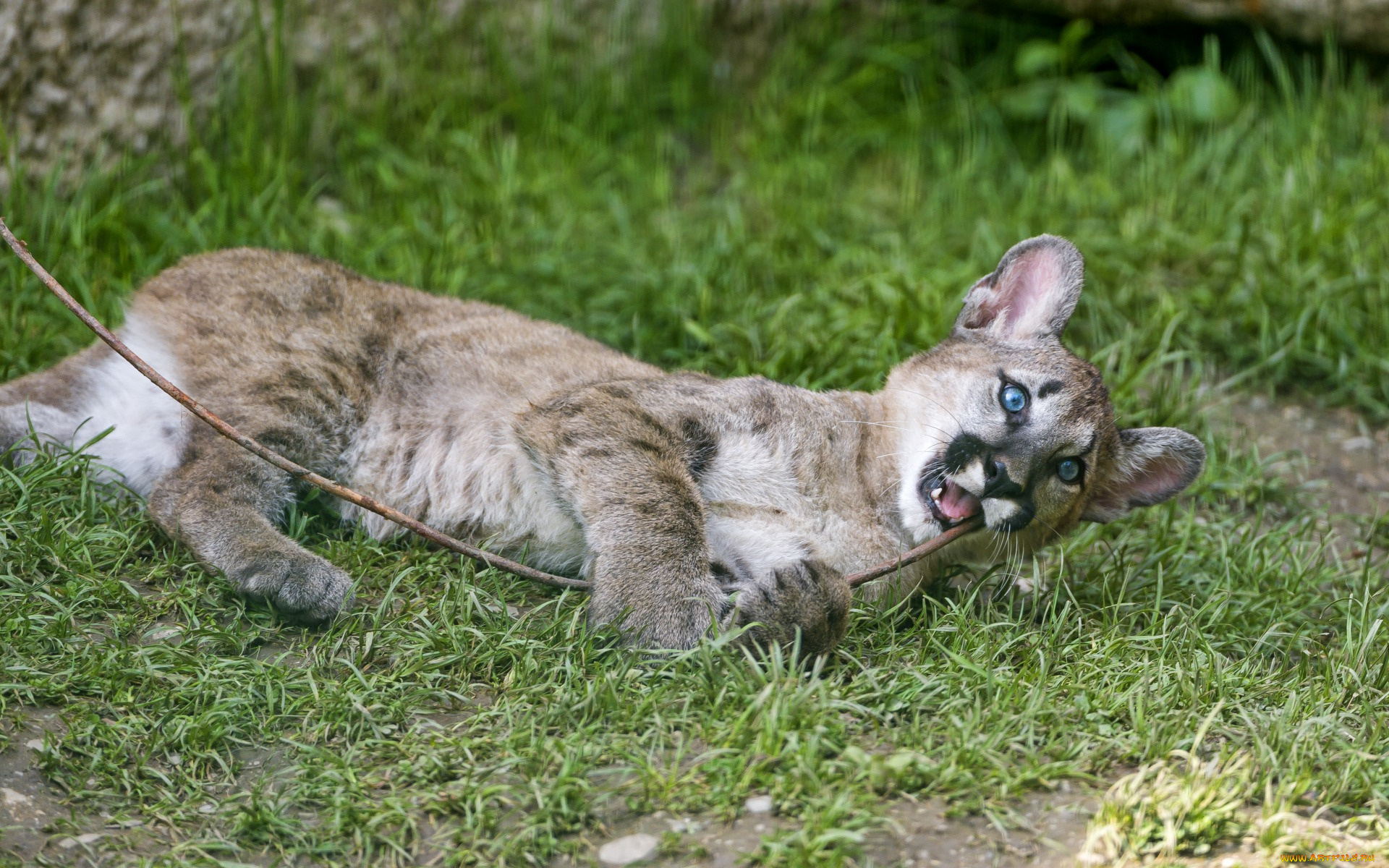 животные, пумы, детеныш, растения, трава, ветка
