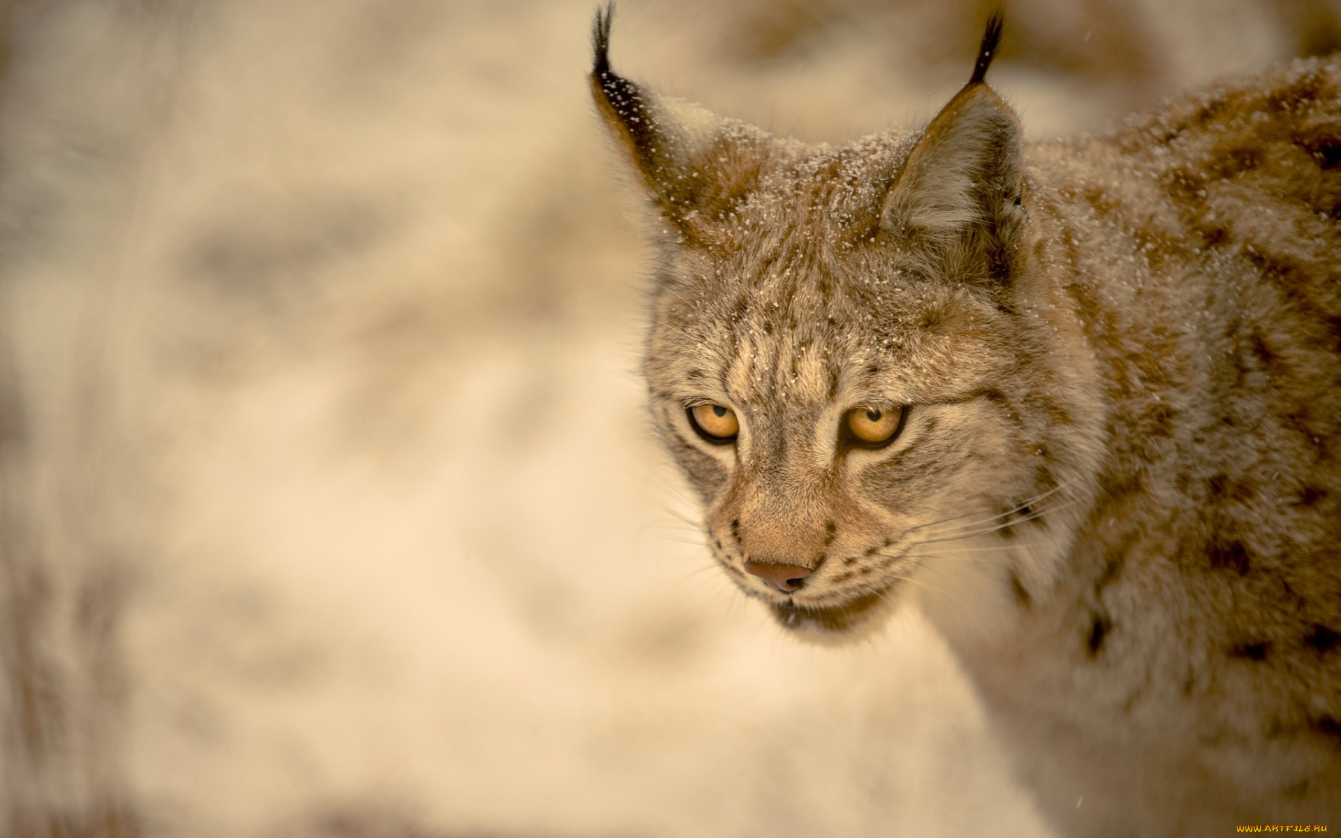 животные, рыси, морда, снежинки