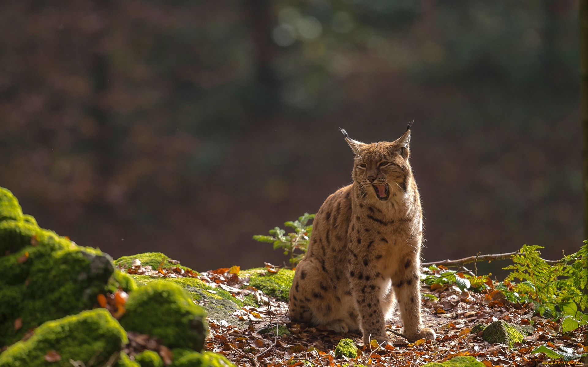 животные, рыси, зевает, листва, камни, мох, растения