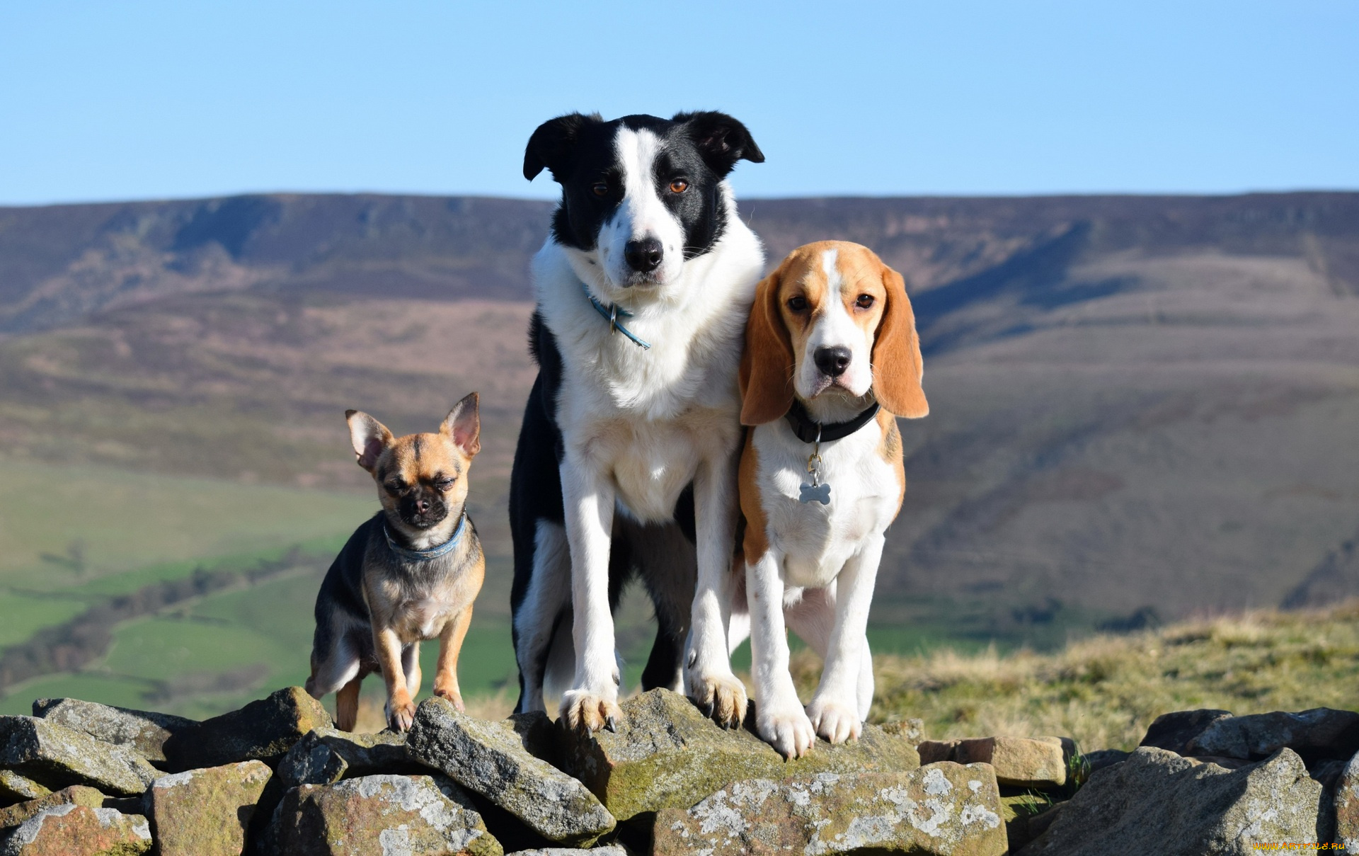 животные, собаки, камни, холмы, втроем, растения