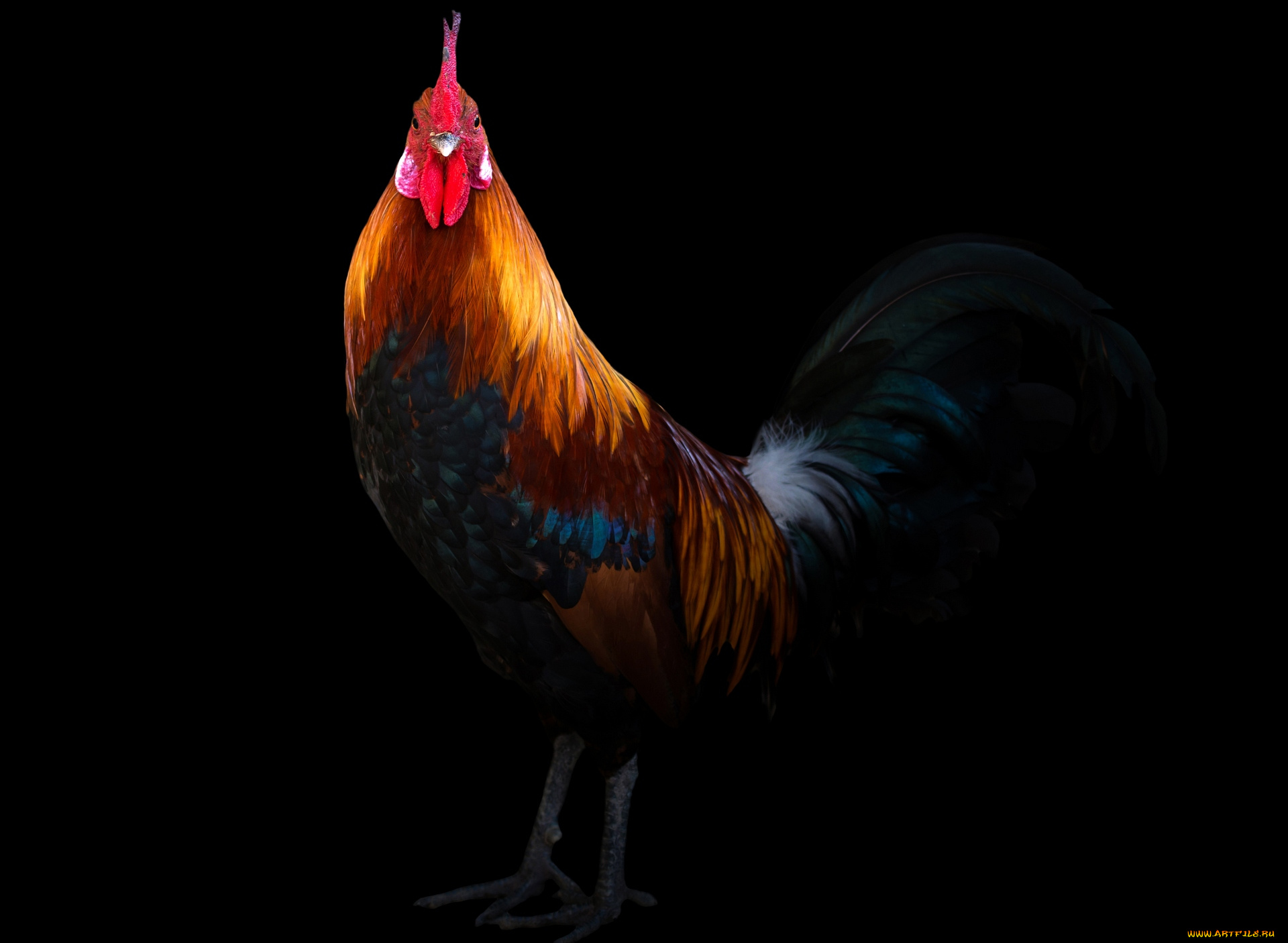 животные, куры, , петухи, профиль, черный, фон