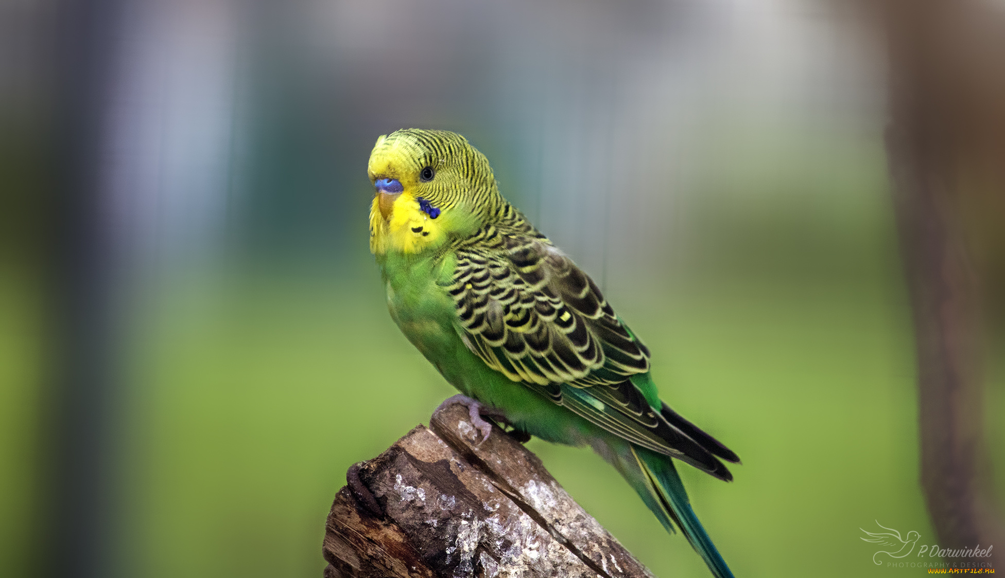 животные, попугаи, птица, окрас, перья, попугай