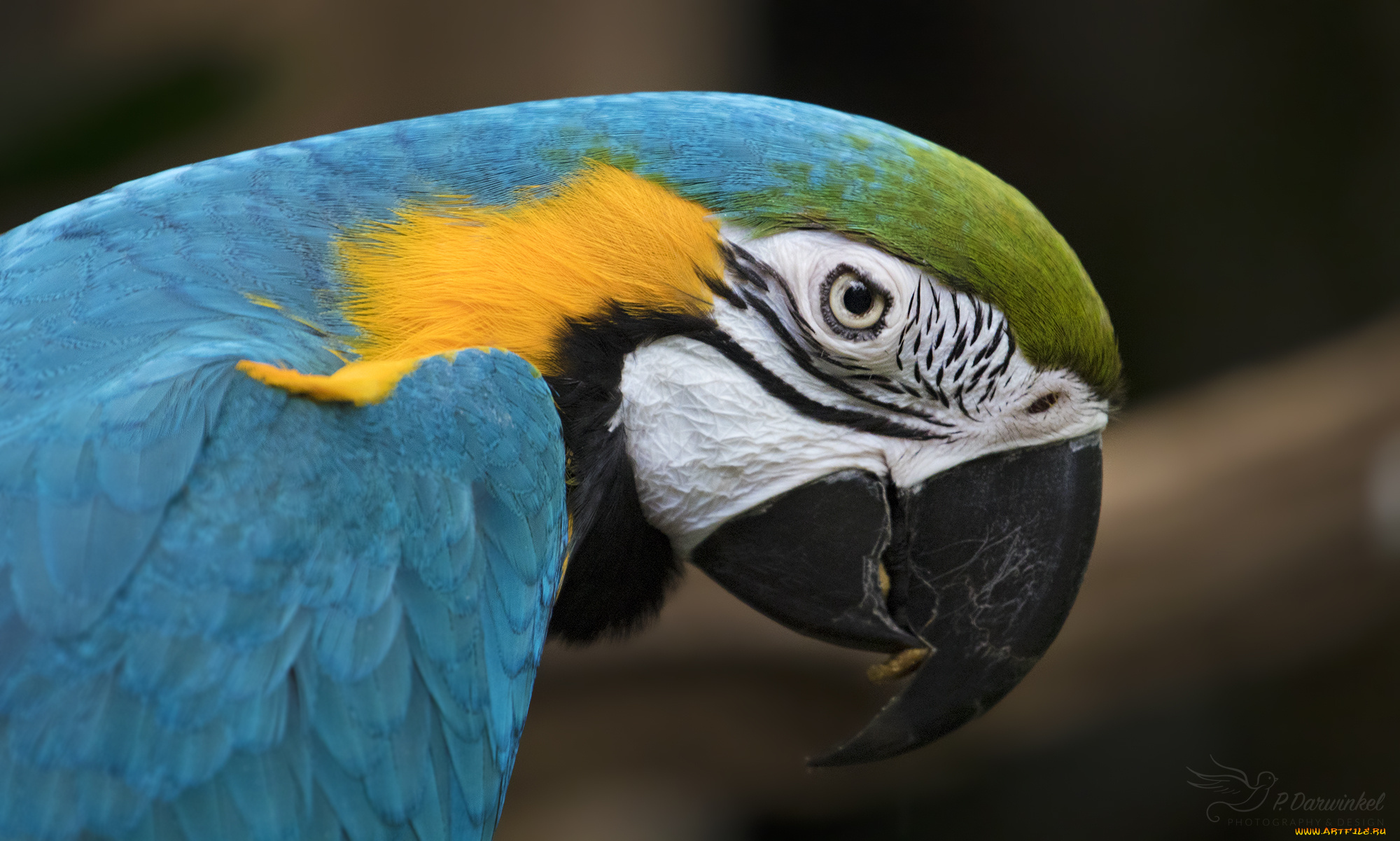 животные, попугаи, забавный, птица, цвет, перья, попугай