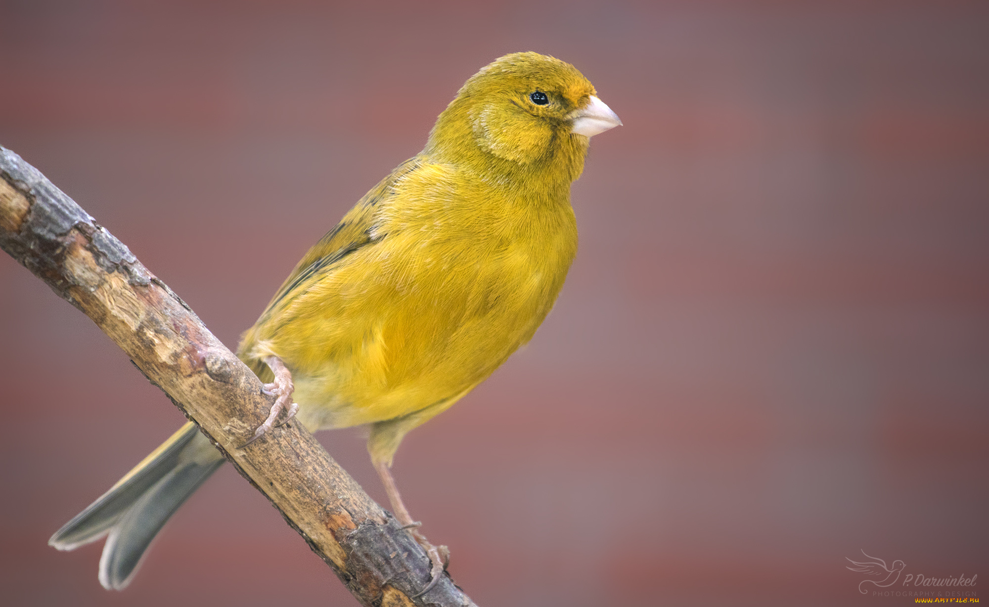животные, птицы, забавная, перья, окрас, птица