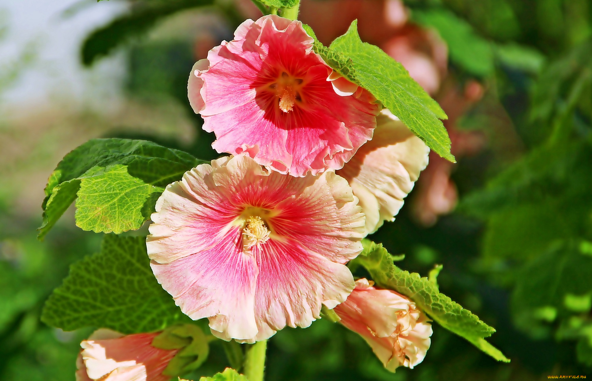 цветы, мальвы, цветок, растение, мальва, лето, природа