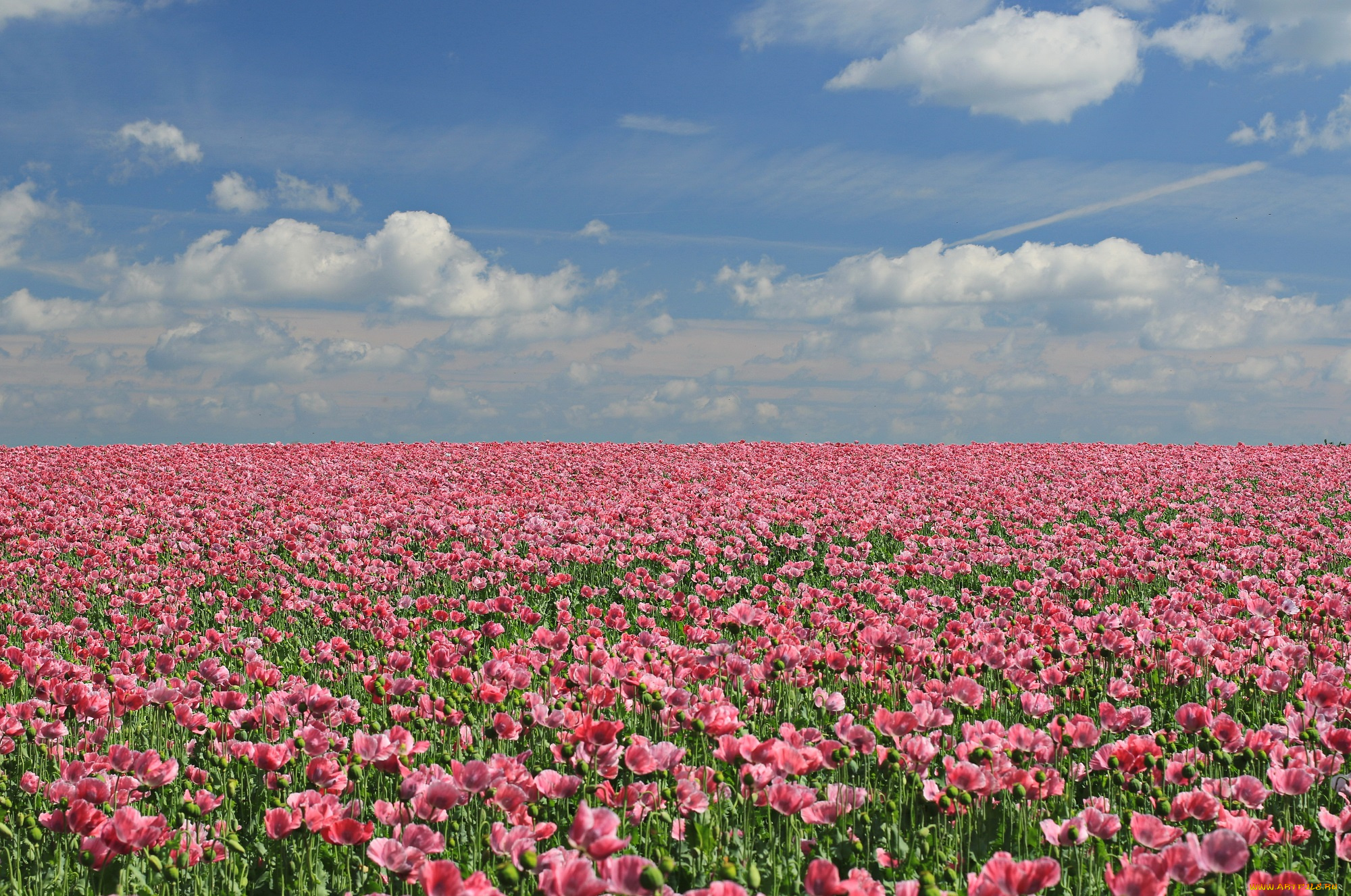 цветы, маки, мак, цветение