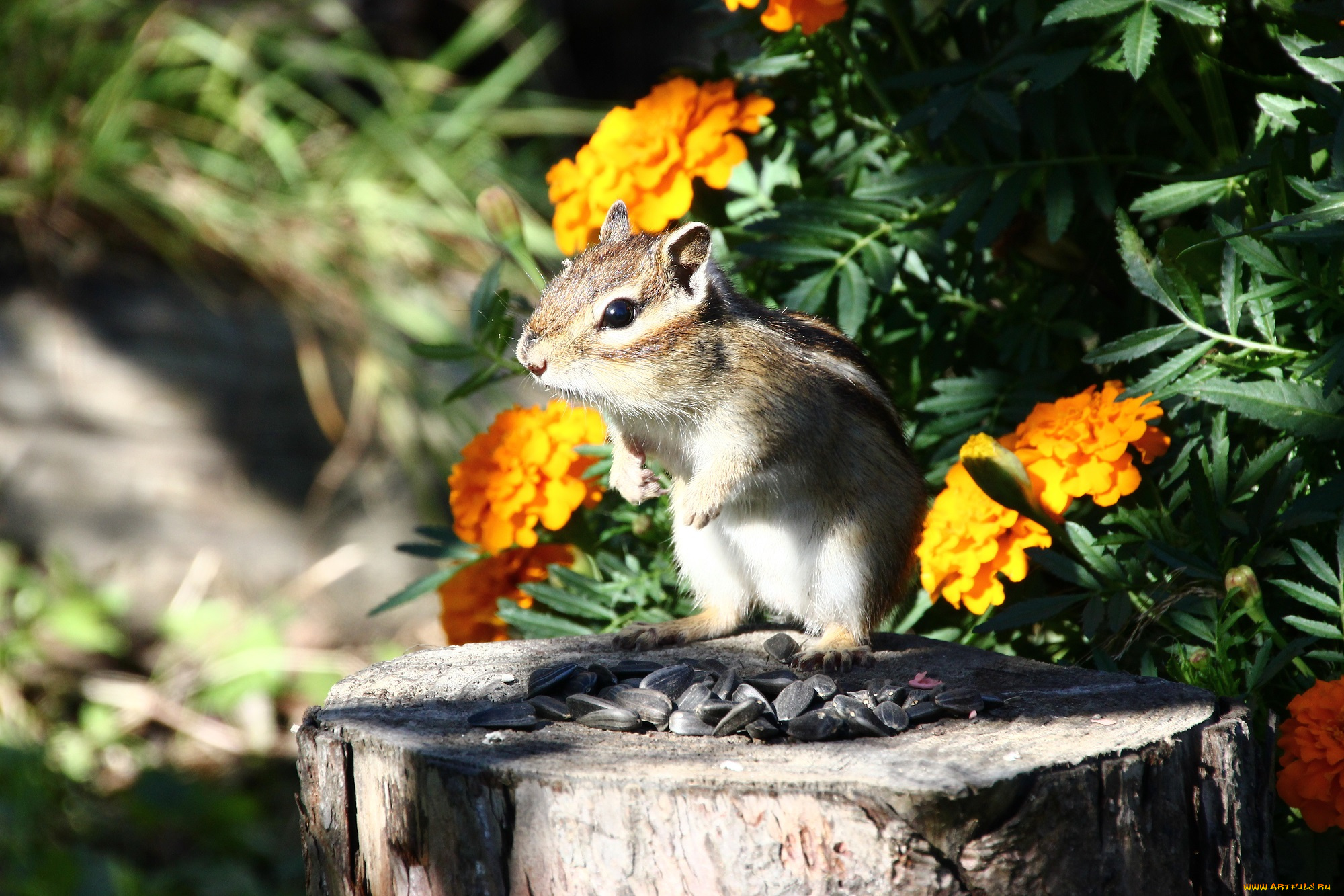 животные, бурундуки, хабаровск, животный, мир, дикие, дача, дальний, восток, грызуны