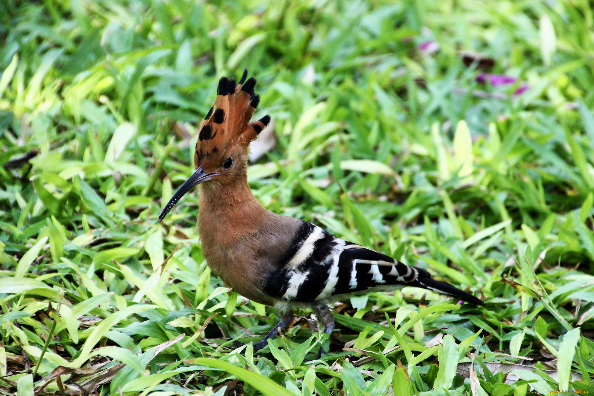 животные, удоды, удод, птицы