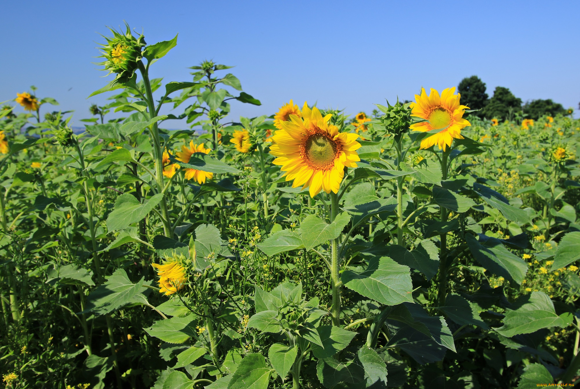 цветы, подсолнухи, лепестки, цветок, лето, подсолнух, цветение, листья