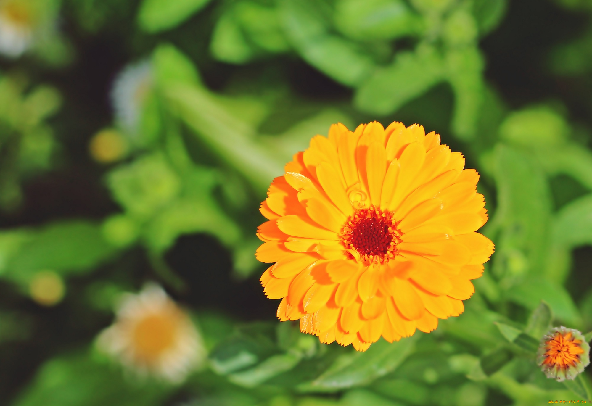 цветы, календула, цветок, растение, природа, лето