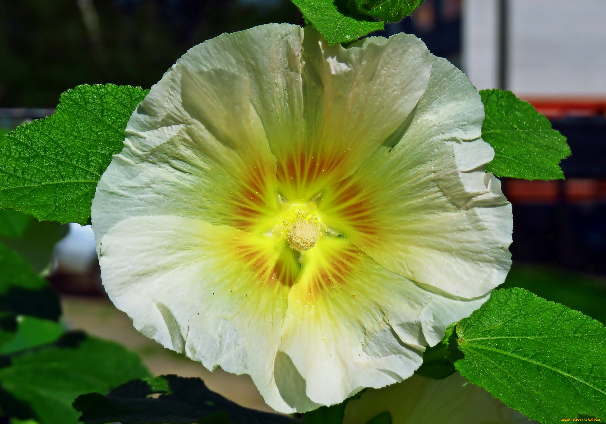 цветы, мальвы, цветок, растение, природа, мальва, лето