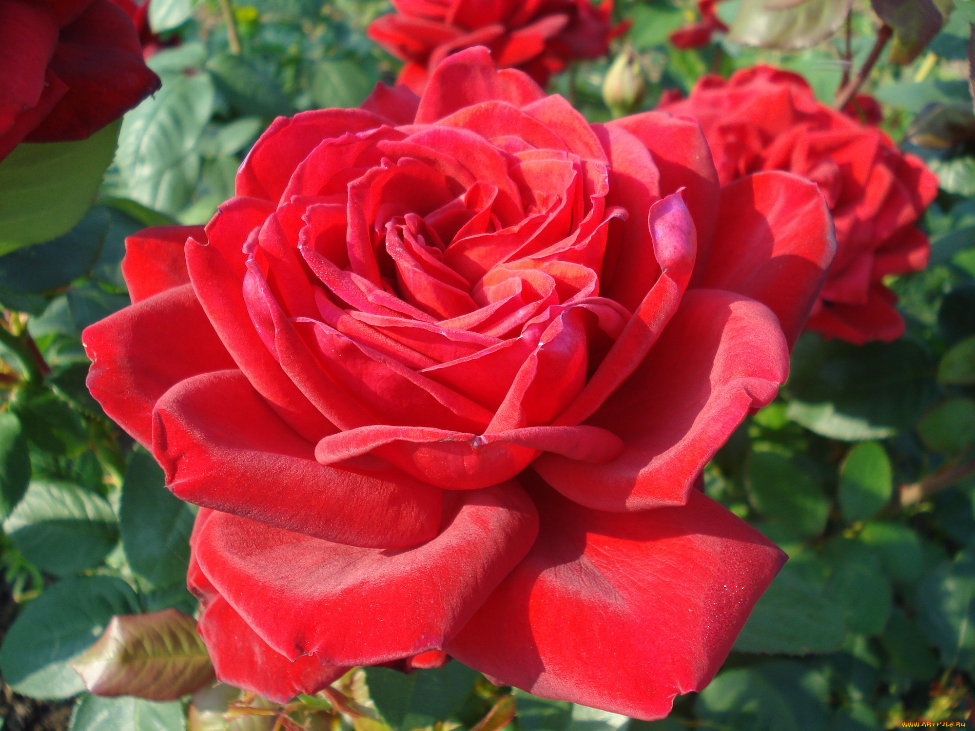 цветы, розы, лето, красота, дача, флора, сад