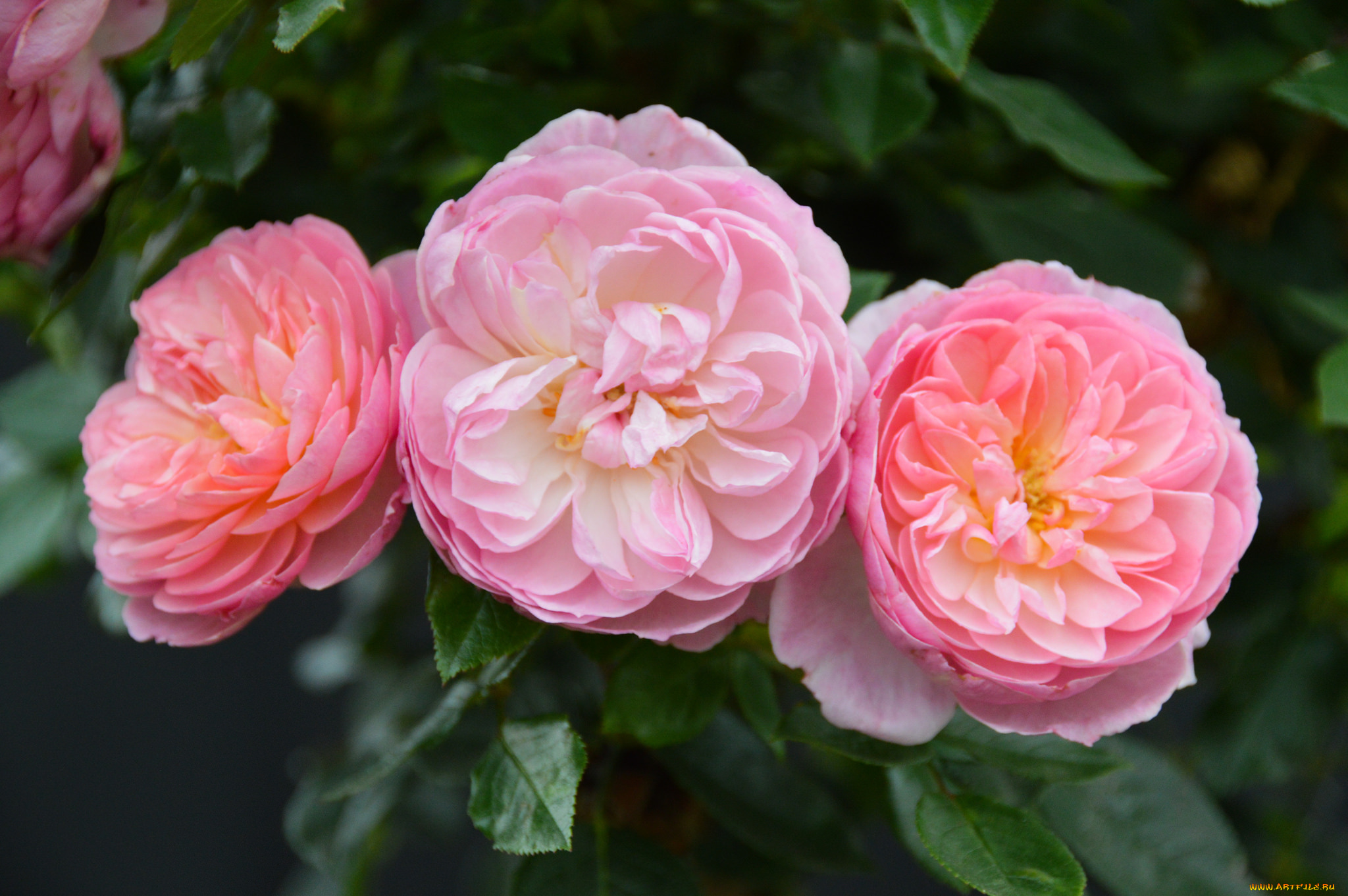 цветы, розы, листья, цветение, лепестки, бутон, роза, blossoms, leaves, petals, bud, rose