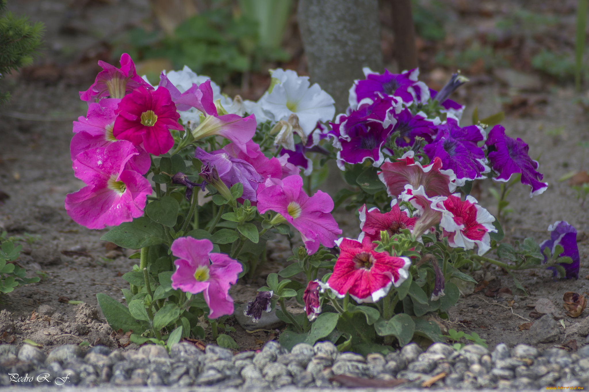цветы, петунии, , калибрахоа, калибрахоа, петуния, бутон, цветение, нежность