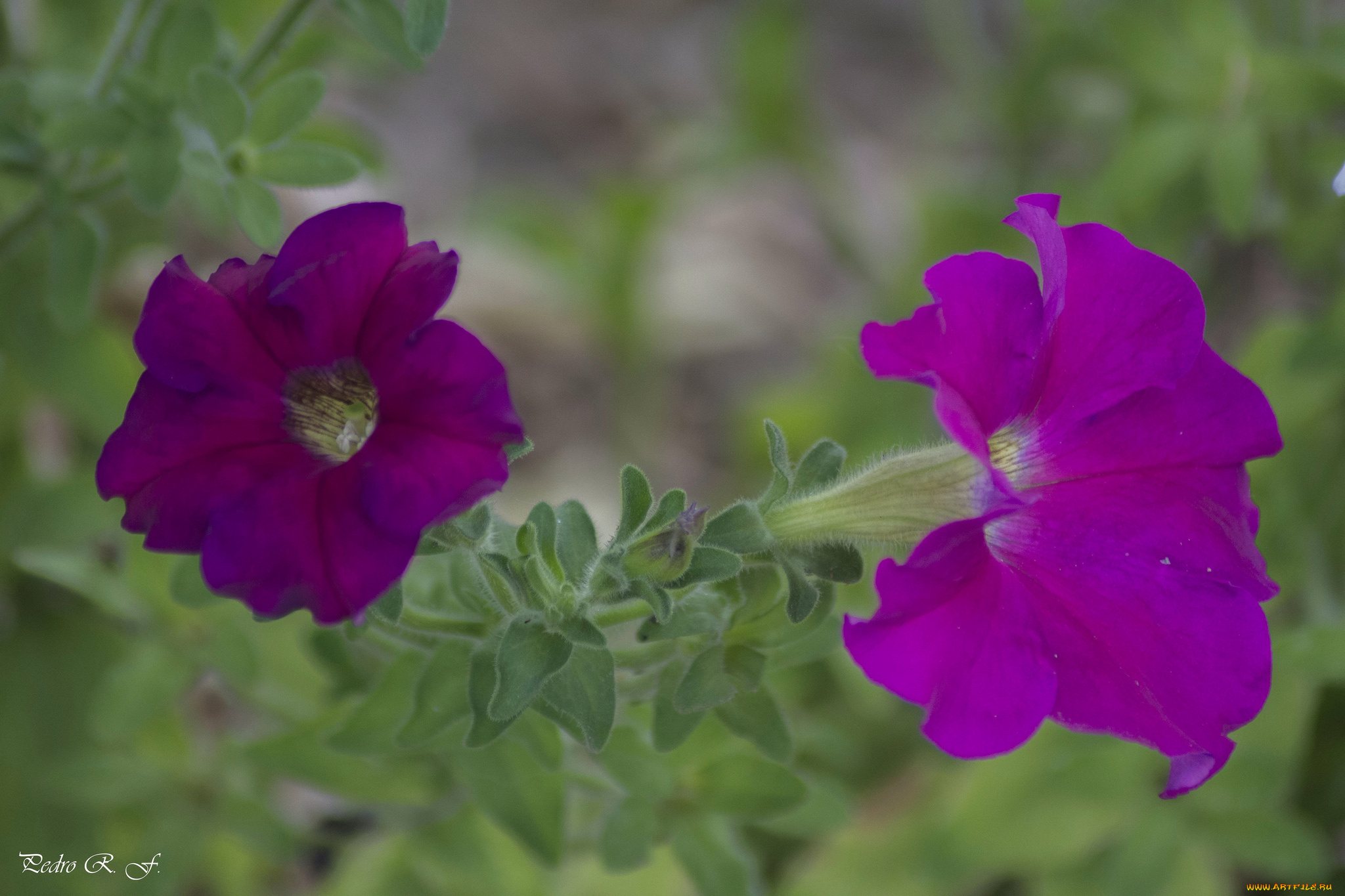 цветы, петунии, , калибрахоа, листья, ярко, бутоны, петуния