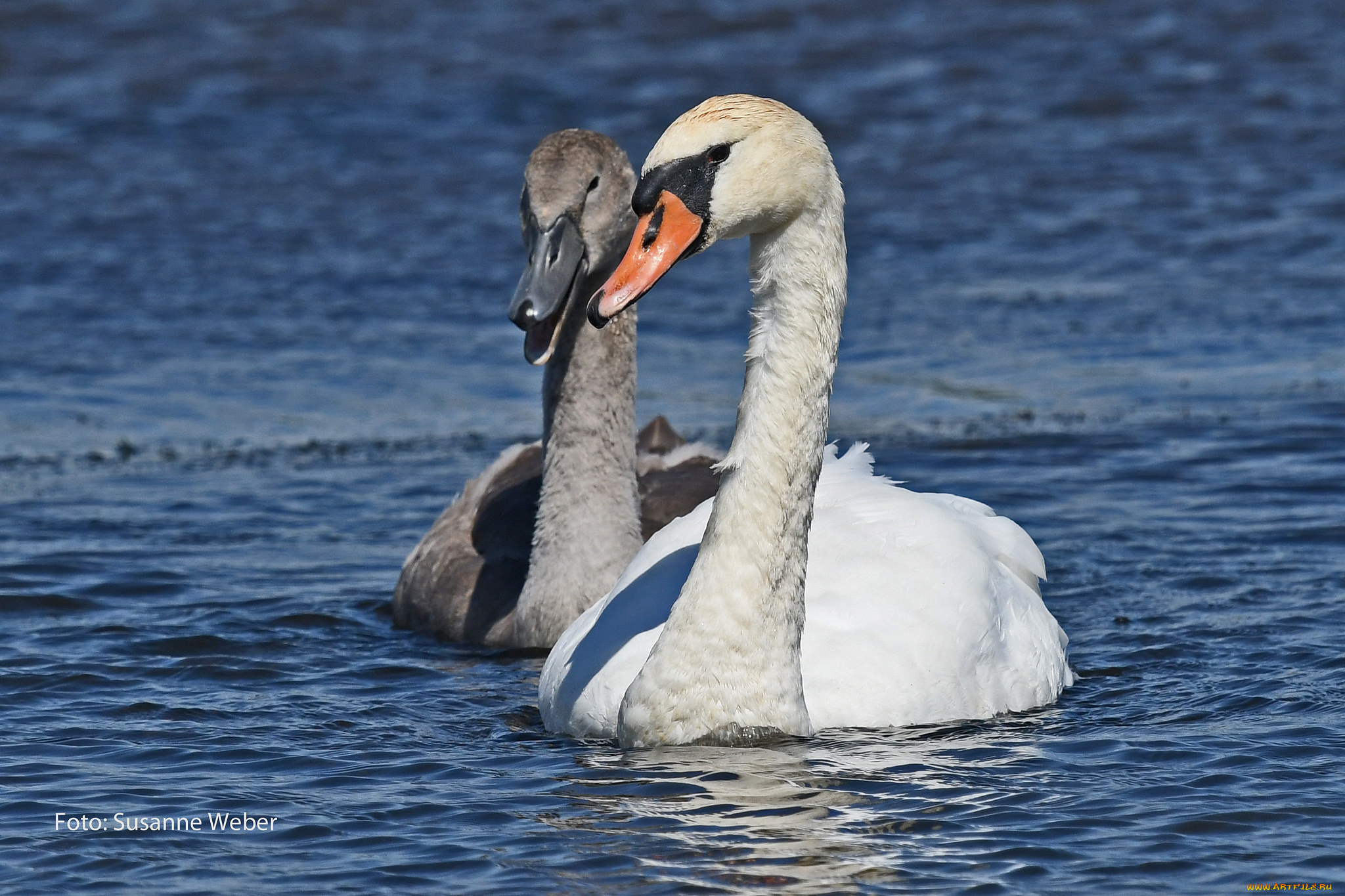 животные, лебеди, пруд, белый, пара, природа, серый, любовь, плывут, вода