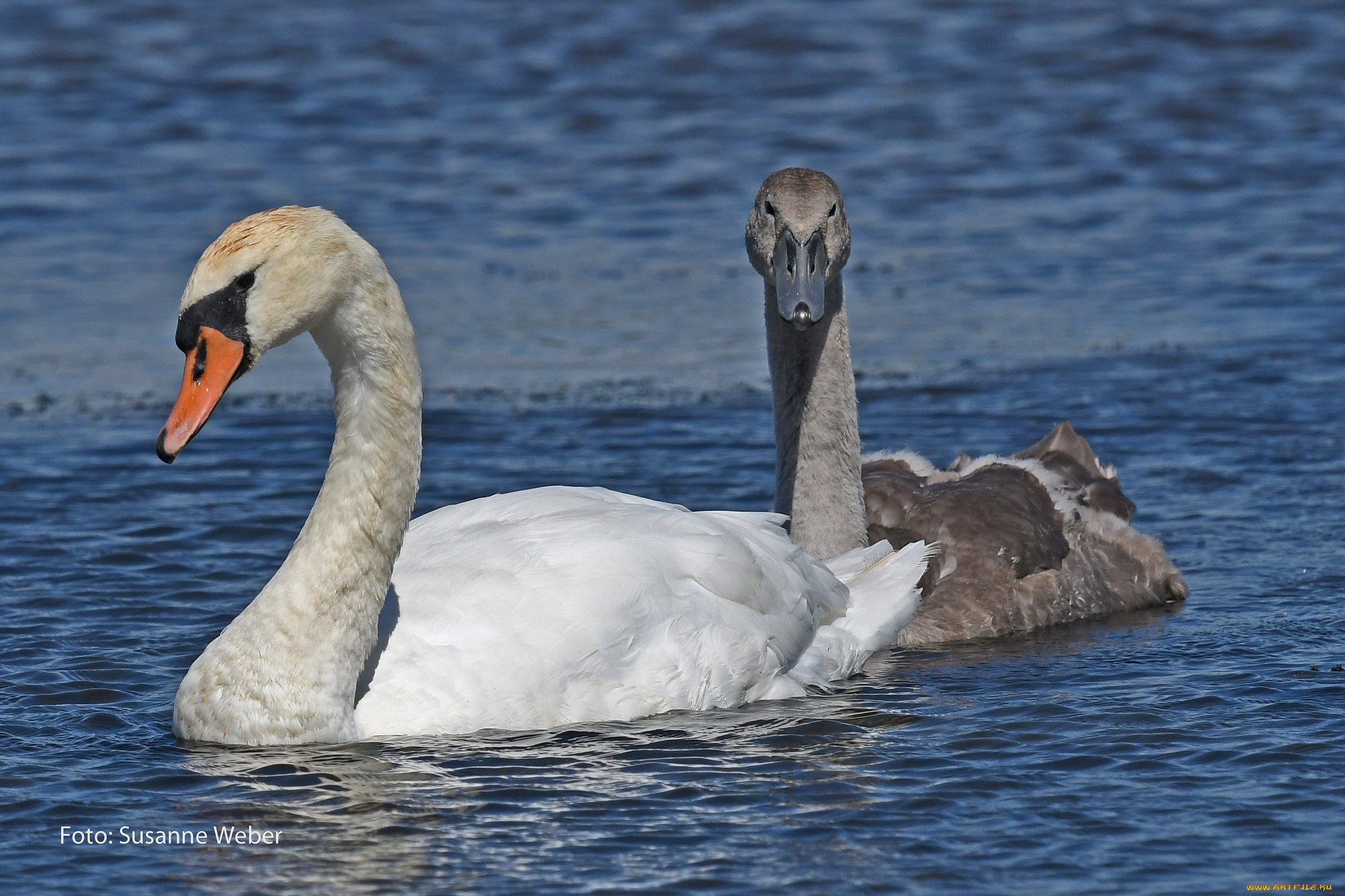 животные, лебеди, серый, белый, пара, любовь, природа, плывут, вода, пруд