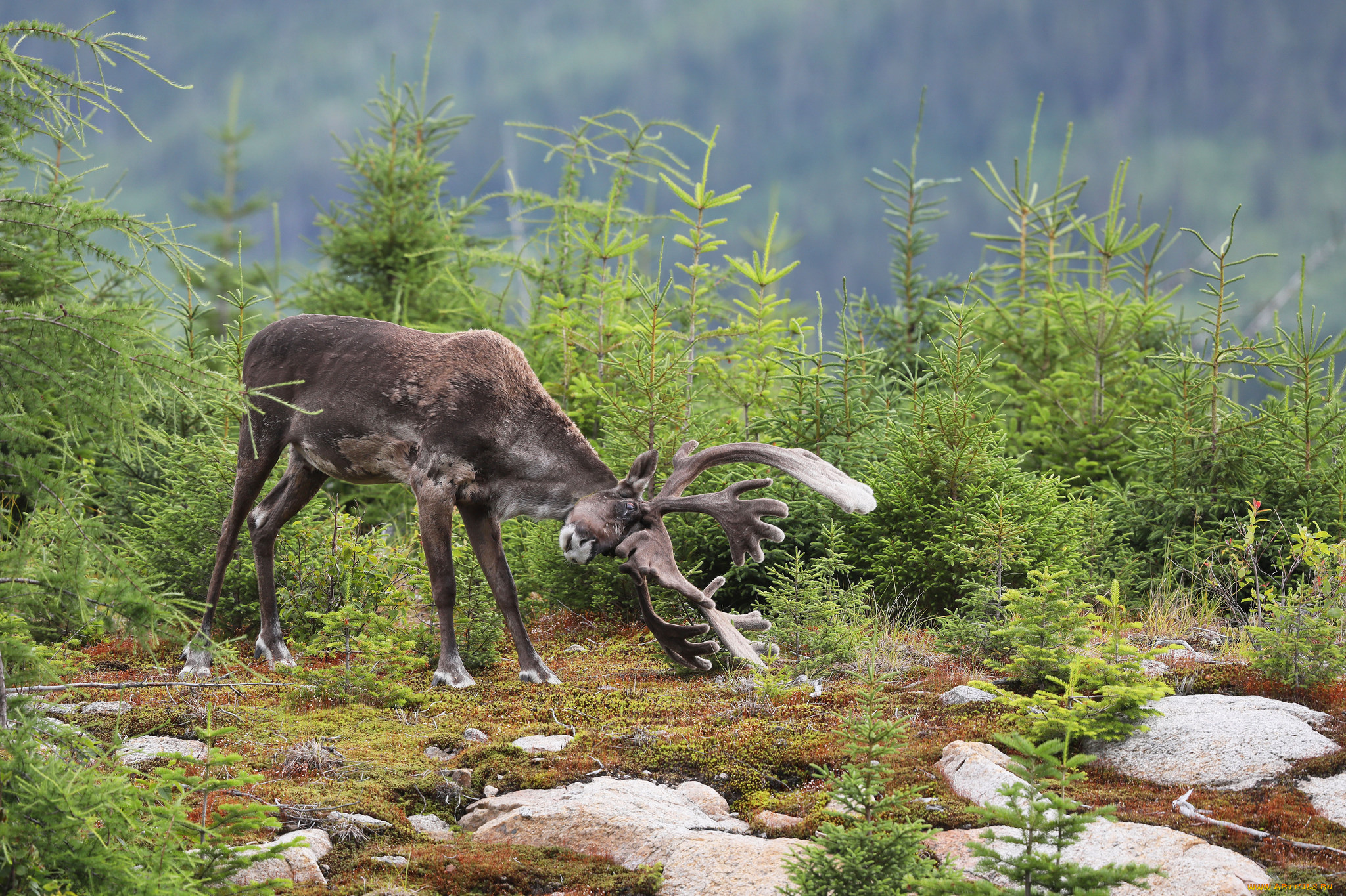 животные, олени, деревья, большой, ели, рога, олень