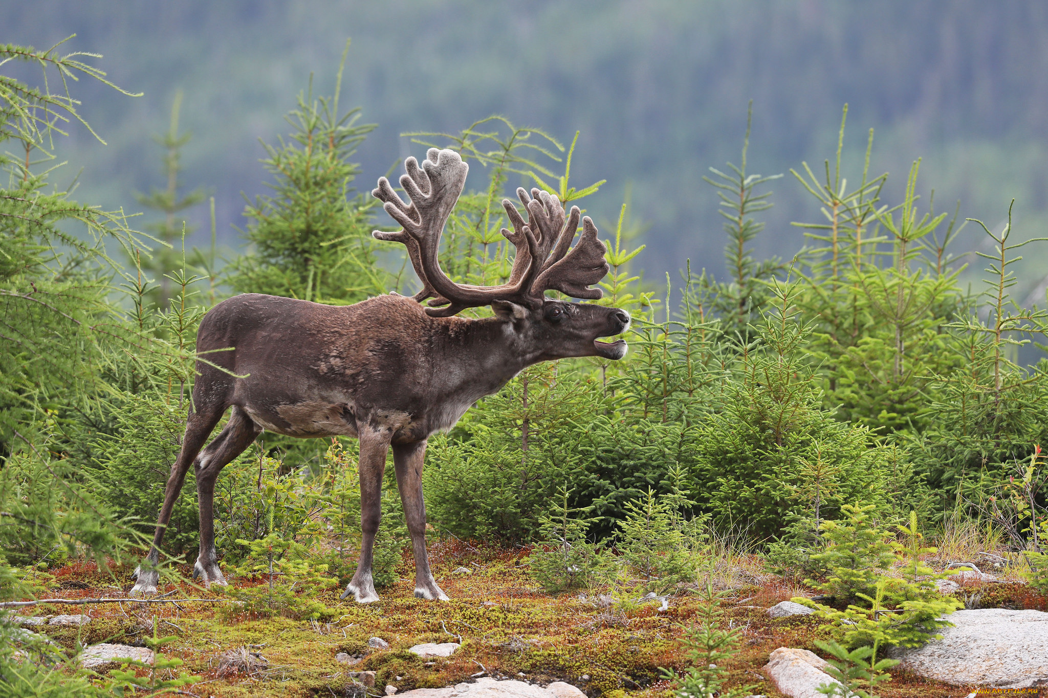 животные, олени, шкура, рога, олень, елки, деревья, больной
