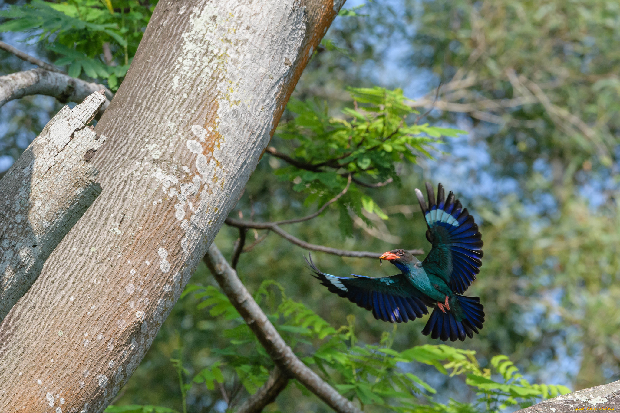 животные, птицы, птица, окрас, перья
