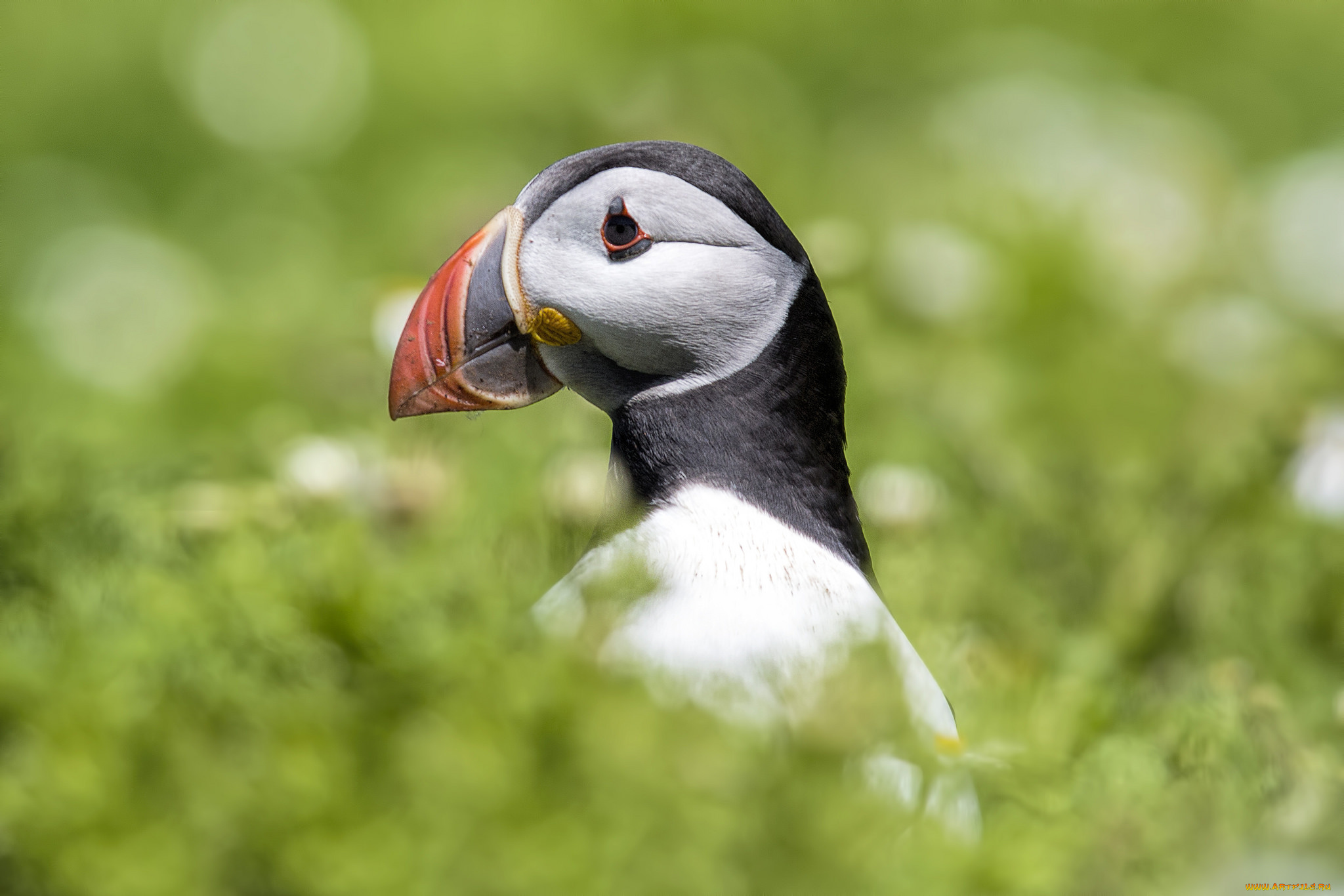 животные, тупики, птица, перья, окрас, тупик