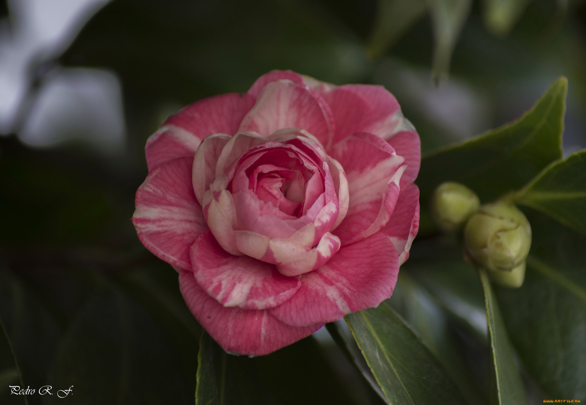 цветы, камелии, flowering, bud, shrubs, листья, бутон, цветение, кустарник, camellia, leaf, камелия