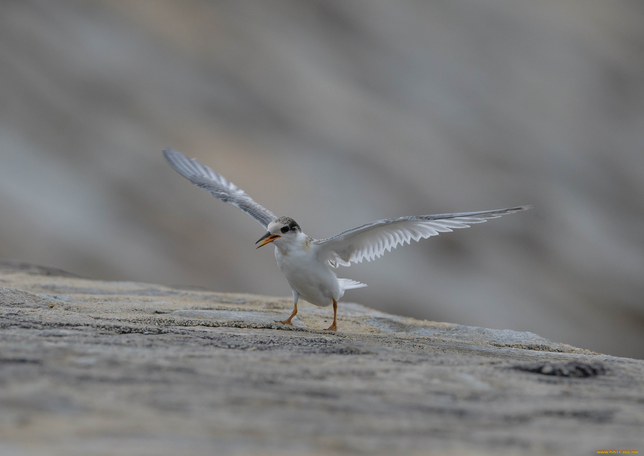 животные, птицы, природа, ветки, дерево, клюв, птица