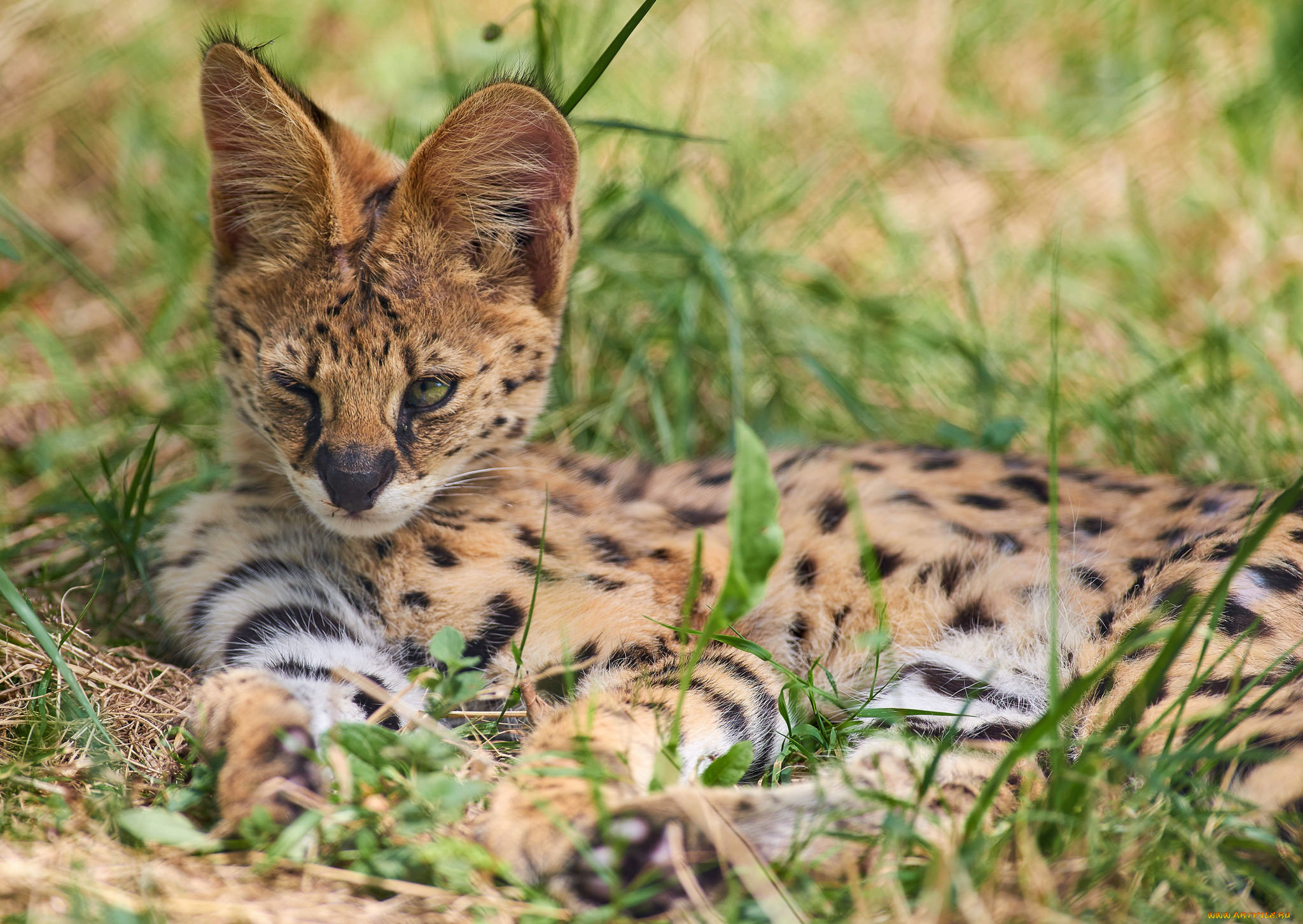 животные, сервалы, животное, трава, природа, взгляд, окрас