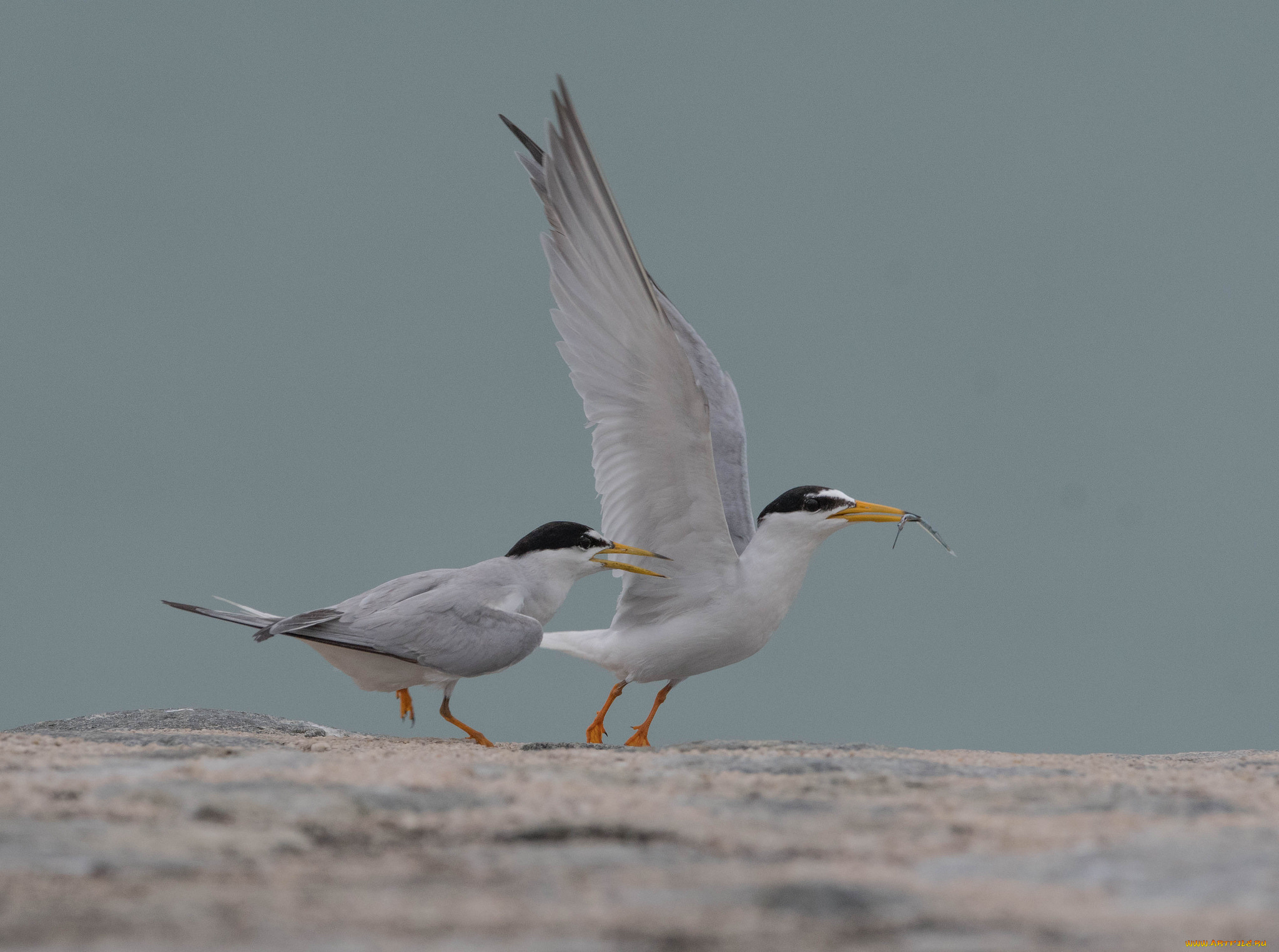 животные, птицы, птица, окрас, перья