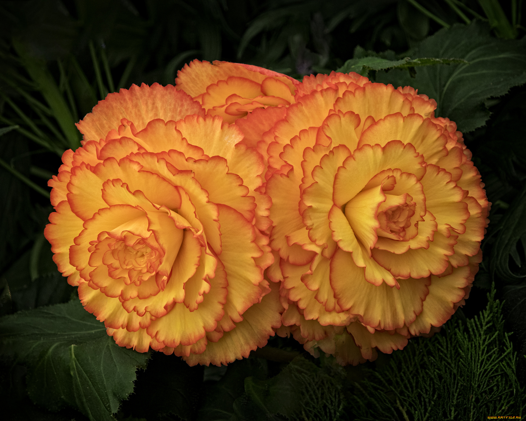 цветы, бегония, цветение, бутоны, оранжевые