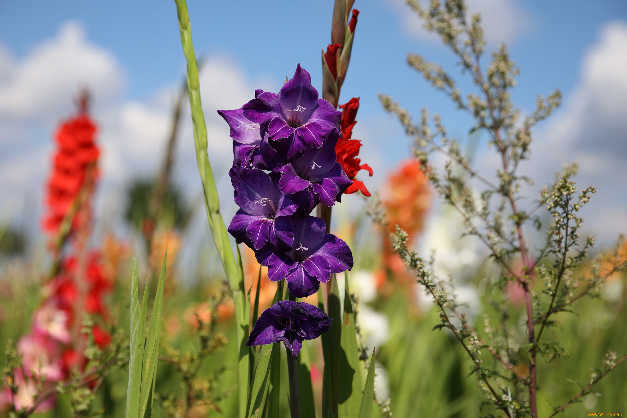 цветы, гладиолусы, лето, красиво, пейзаж, облака