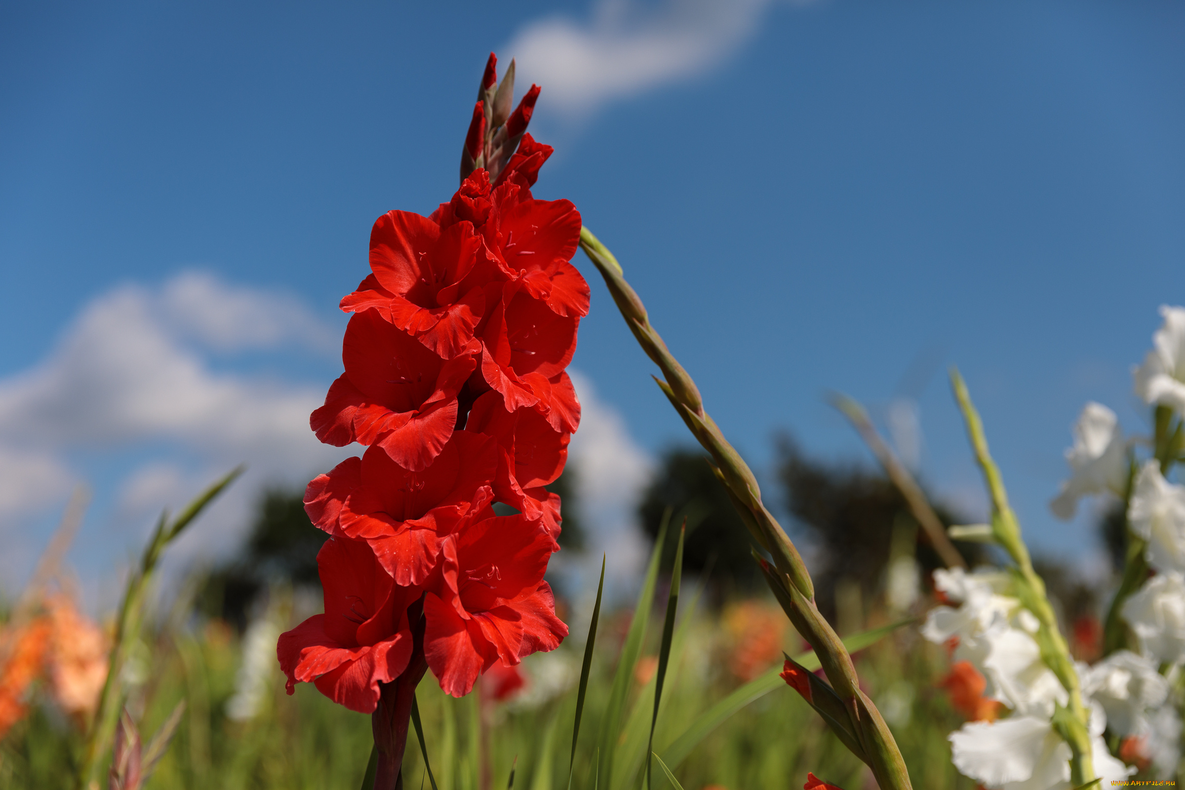 цветы, гладиолусы, лето, красиво, пейзаж, облака