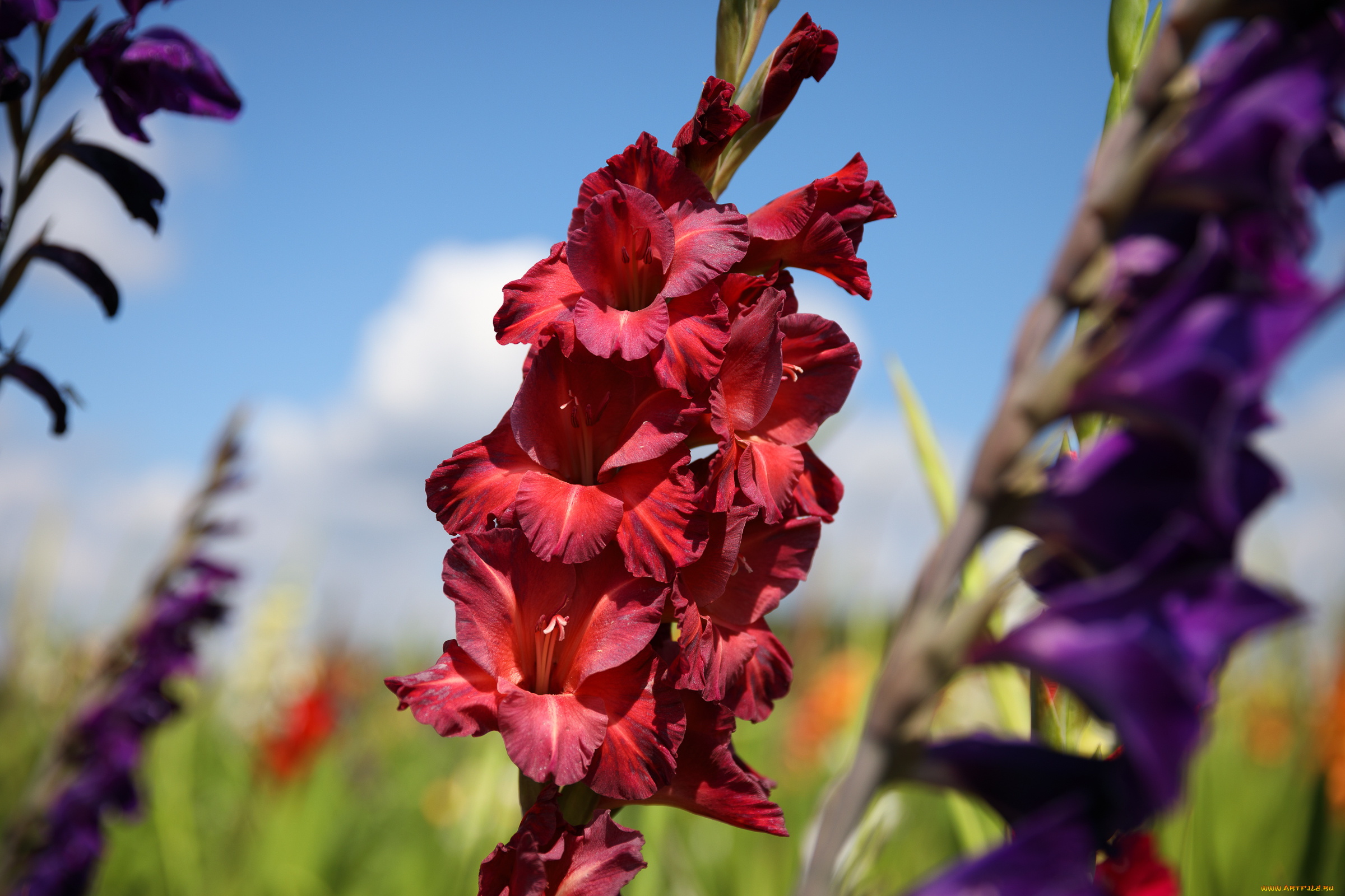 цветы, гладиолусы, облака, лето, красиво, пейзаж