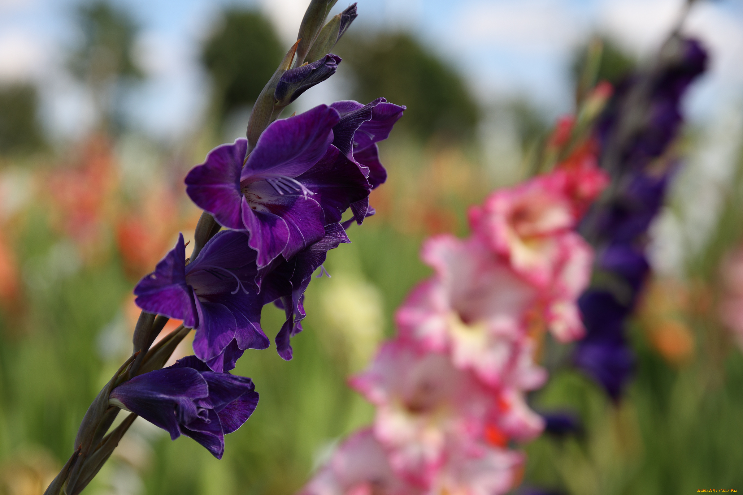 цветы, гладиолусы, облака, пейзаж, красиво, лето