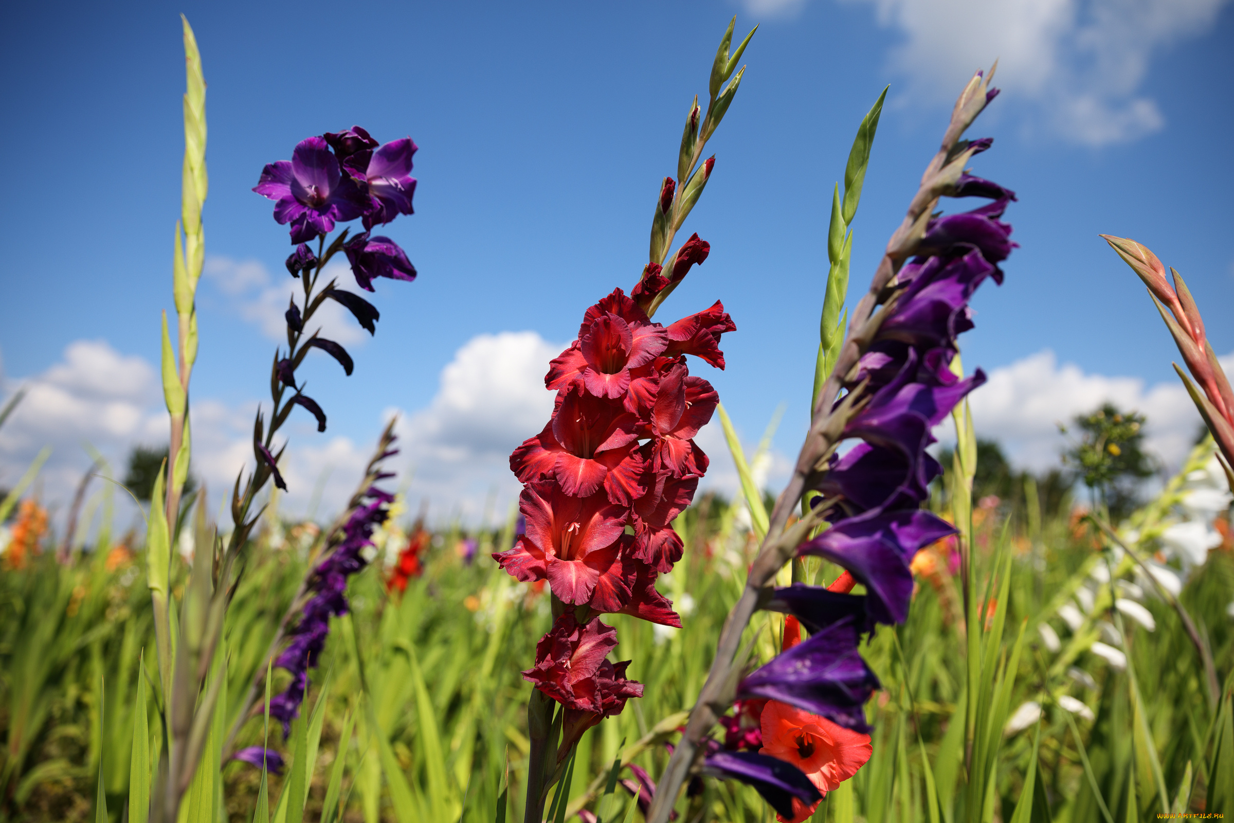 цветы, гладиолусы, пейзаж, облака, лето, красиво