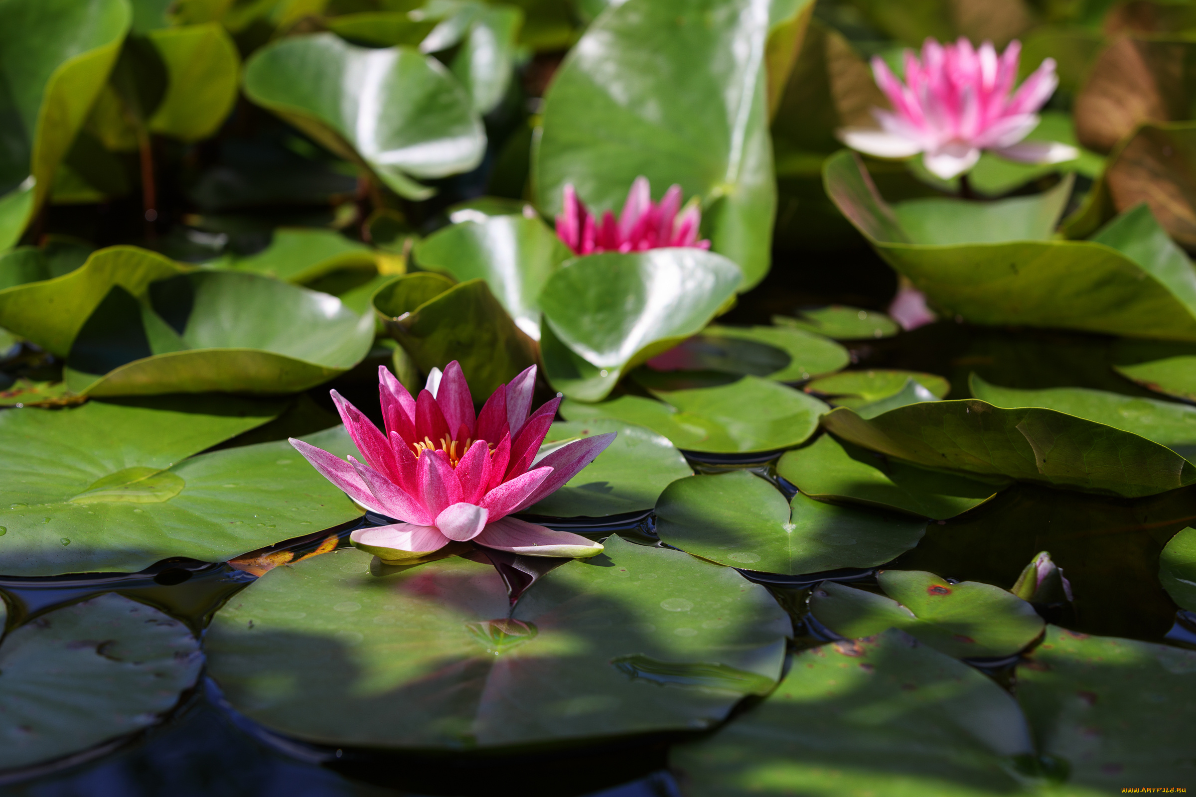 цветы, лилии, водяные, , нимфеи, , кувшинки, пруд, красиво, нимфея, лилии, лето, красочно