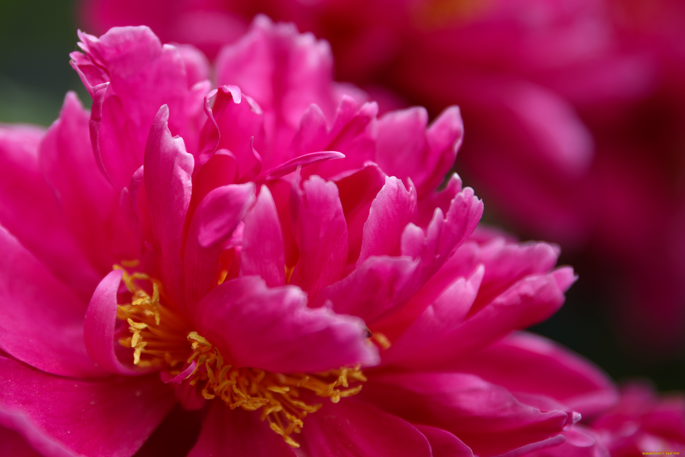 цветы, пионы, куст, листья, лепестки, цветение