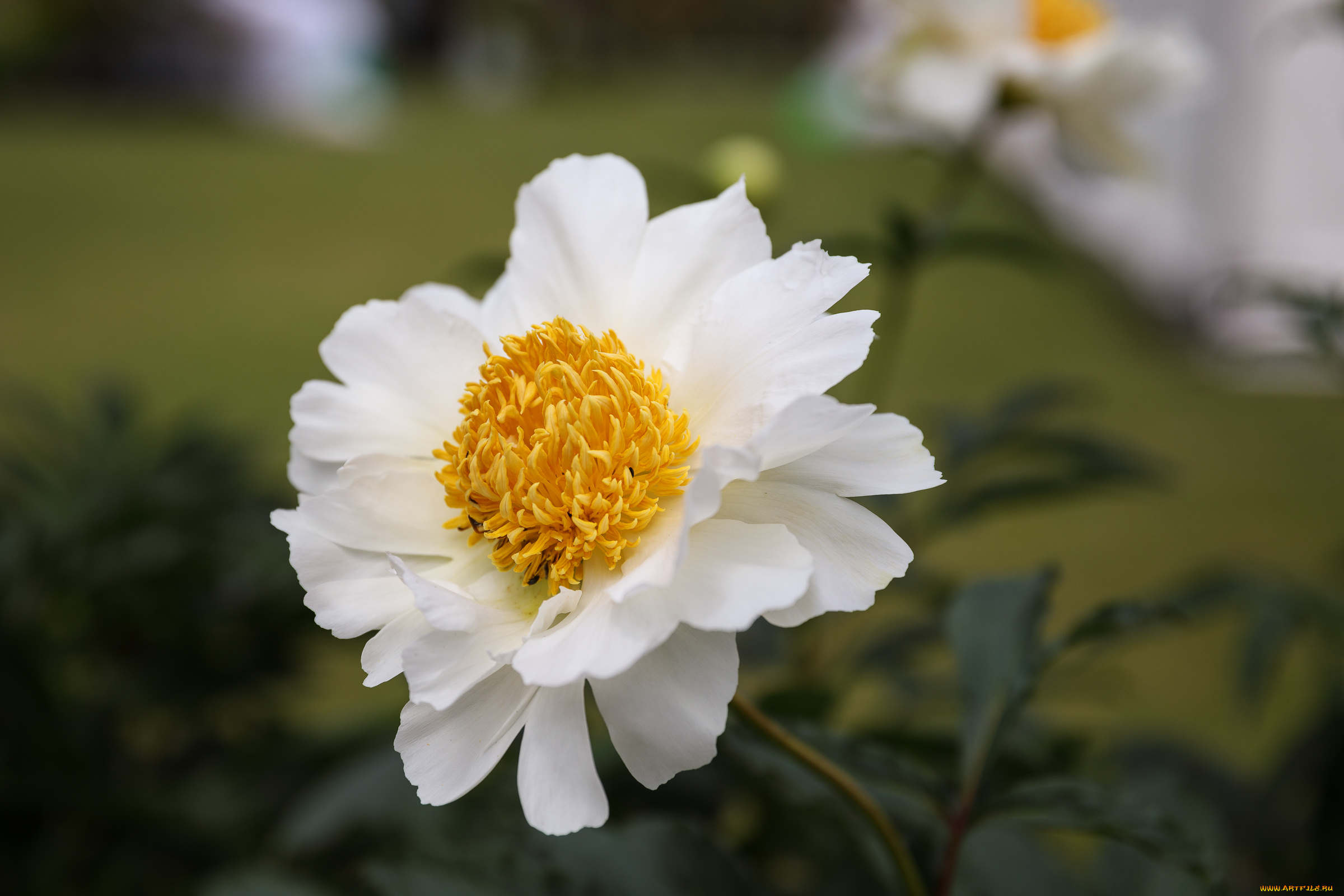 цветы, пионы, пион, бутон, лепестки, листья, цветение