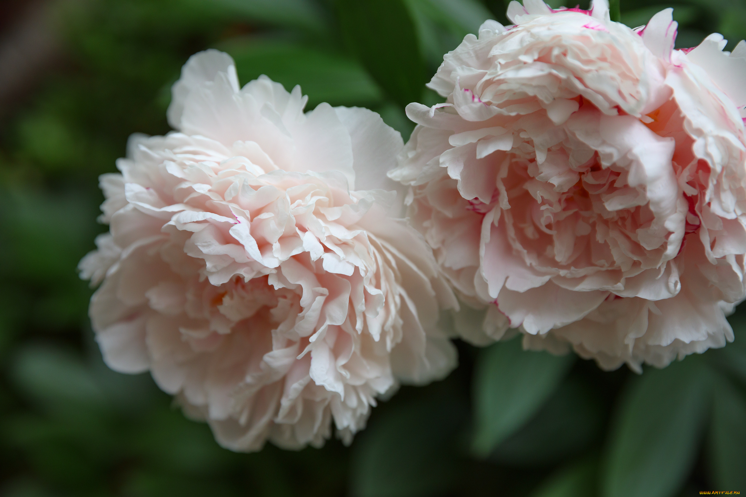 цветы, пионы, пион, бутон, лепестки, листья, цветение