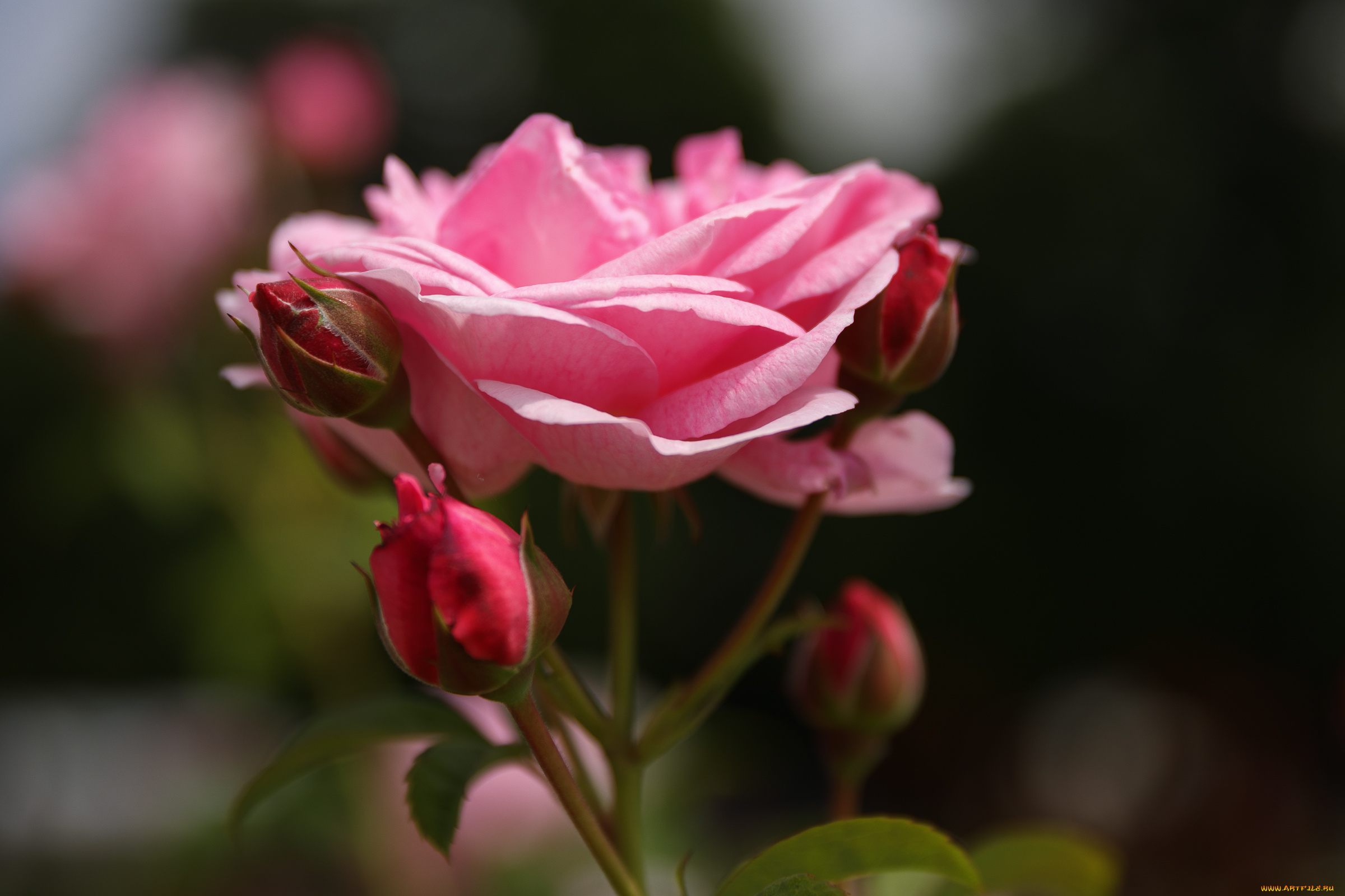 цветы, розы, роза, бутон, лепестки, листья, цветение, rose, bud, petals, leaves, blossoms